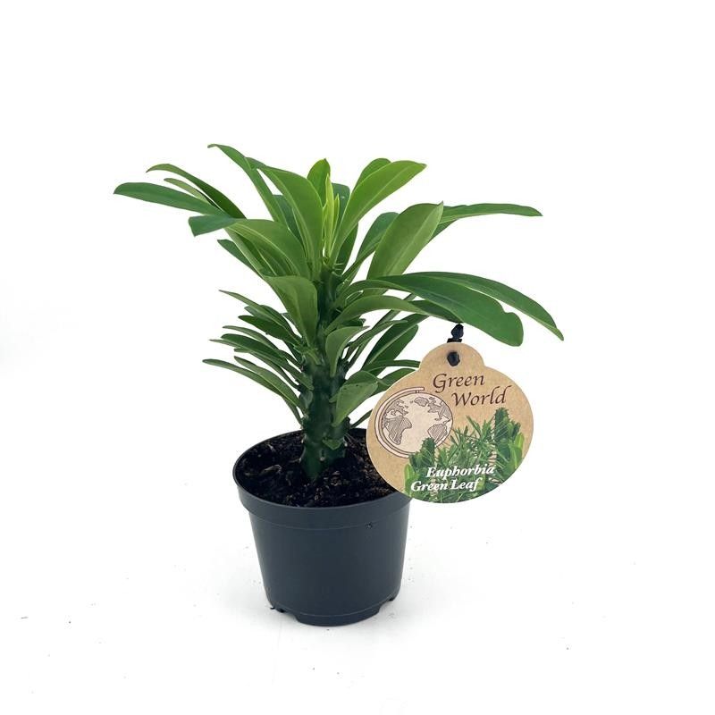 EUPHORBIA NERIIFOLIA 'Kina Kactus', D 12