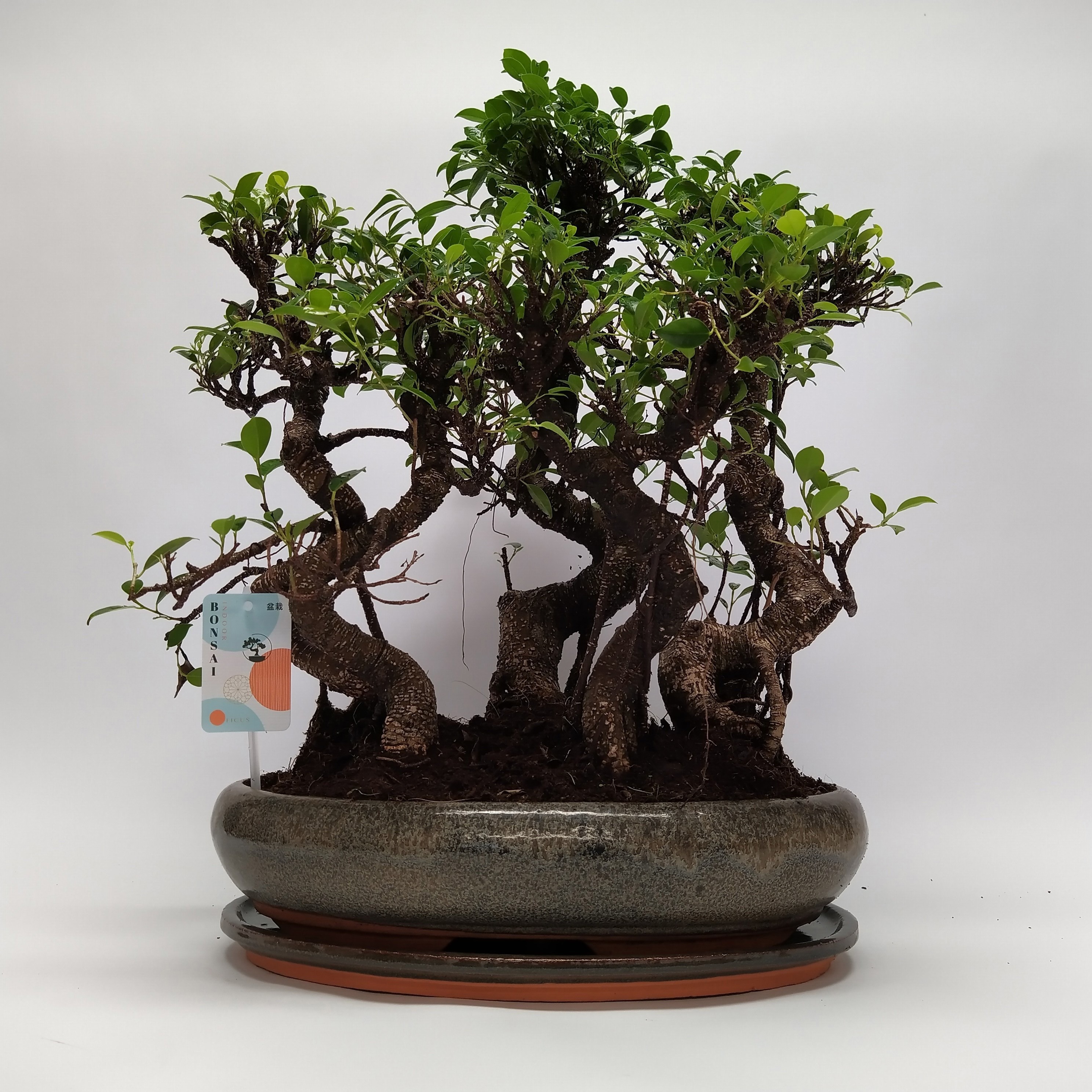 Ficus S-shape Bonsai 'Forest' 40 cm, D 40