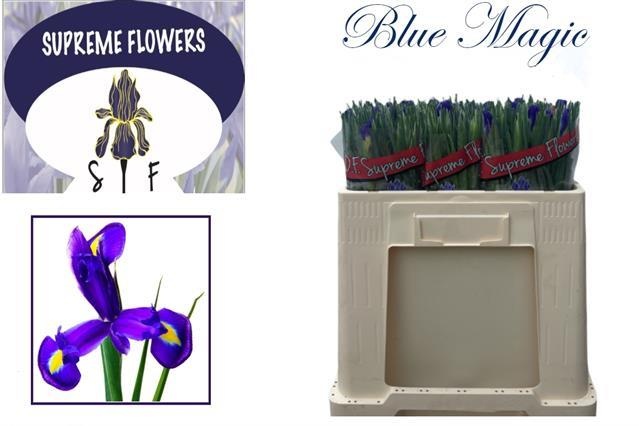 Ирис Блю Мэджик (син.), шт.