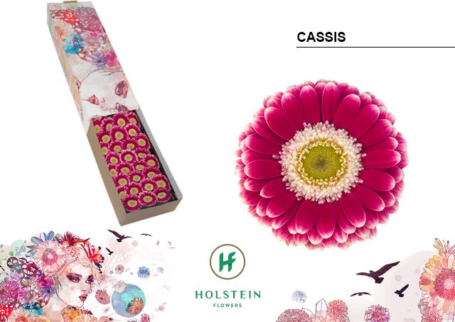 Гермини Кассис x60, шт.