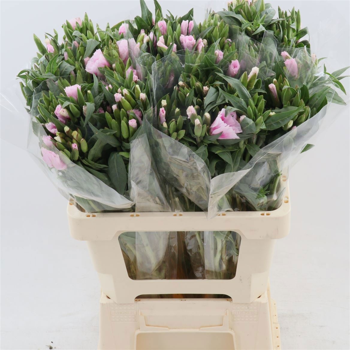 Кларкия Грейс Рэд Пинк 60, шт.