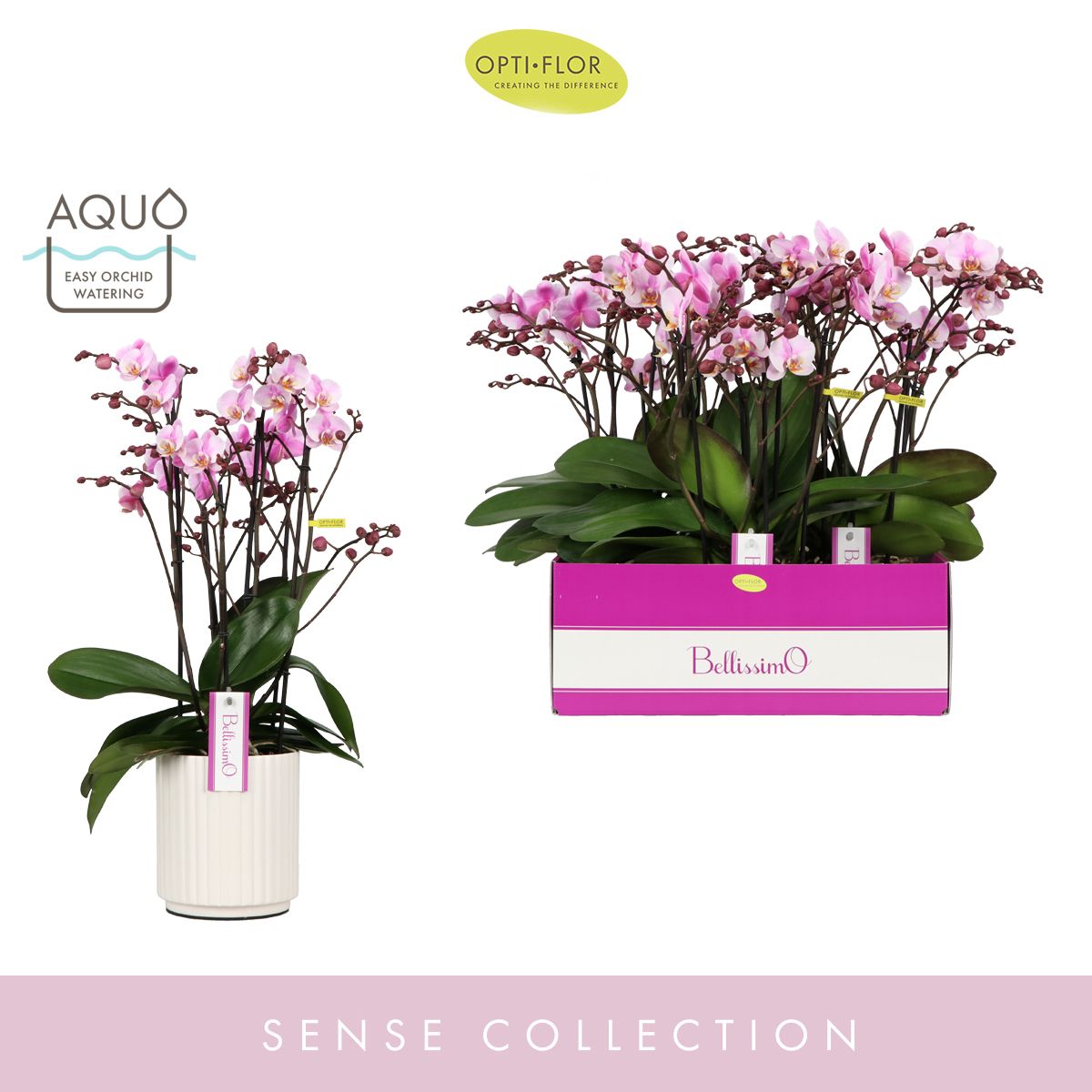 Bellissimo Angelo in Molise White Aquo, D 15 cm