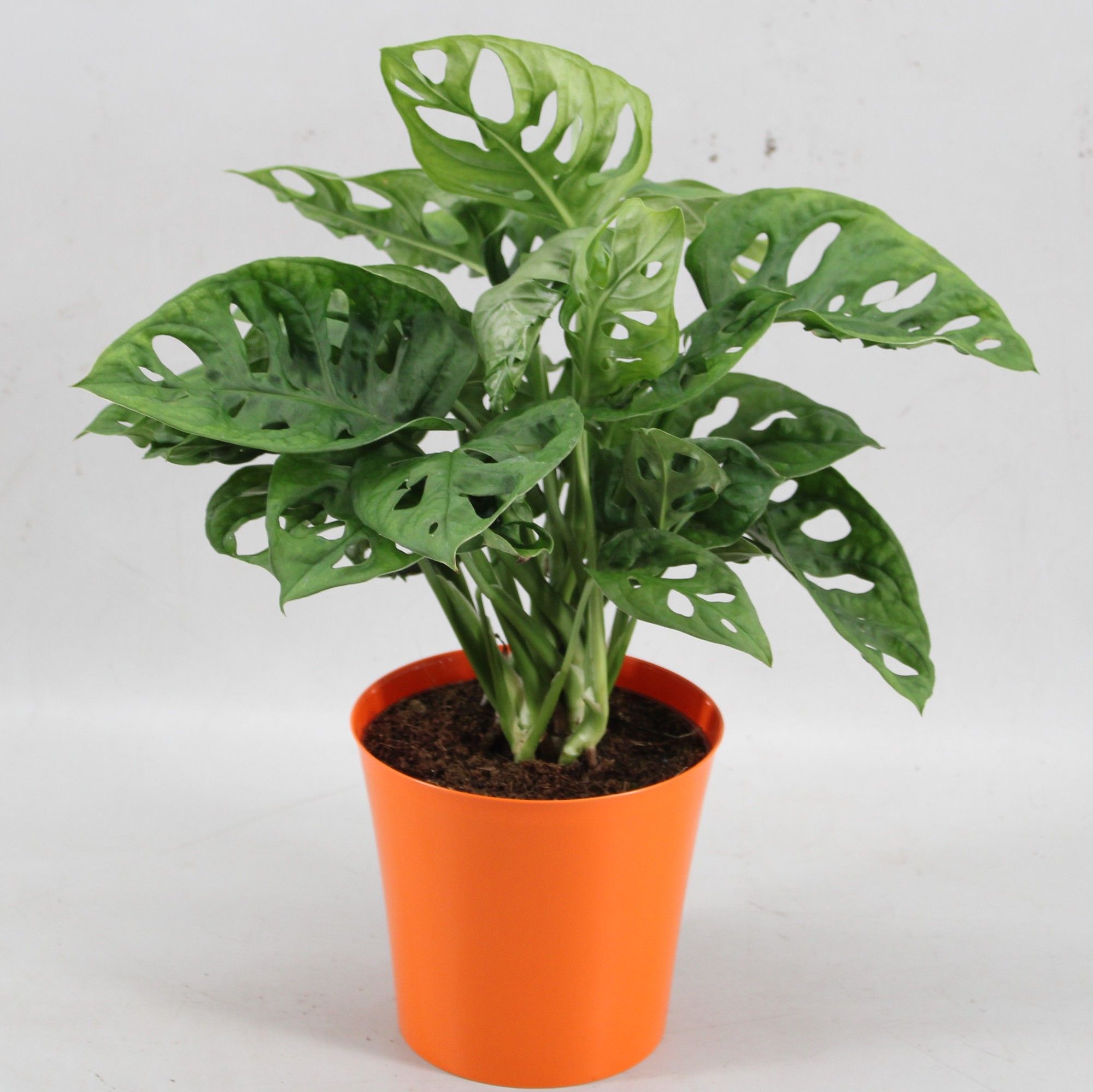 Monstera Monkey Leaf in Linge pot oranje, D 12,5