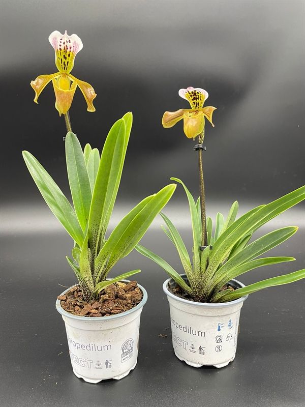 Paphiopedilum p09 Gratrixianum 1bl, D 9 cm