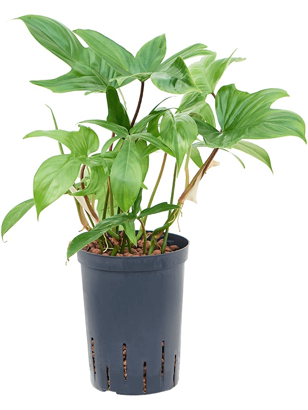 Philodendron 'Florida green', D 15