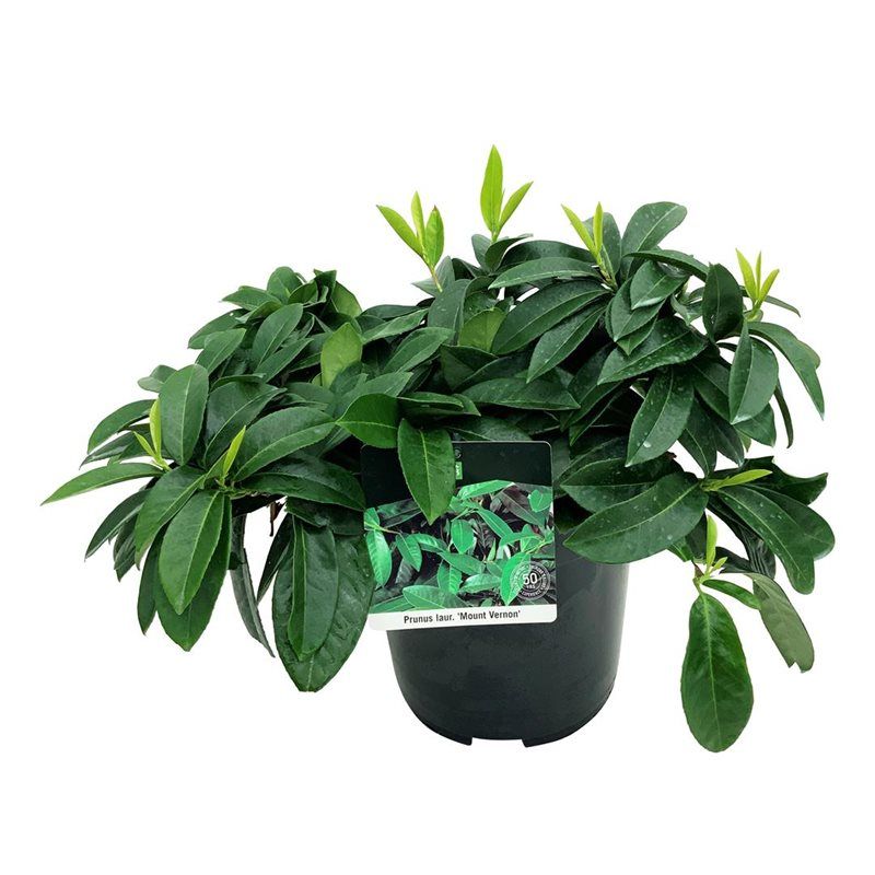 Prunus laur. 'Mount Vernon', D 24