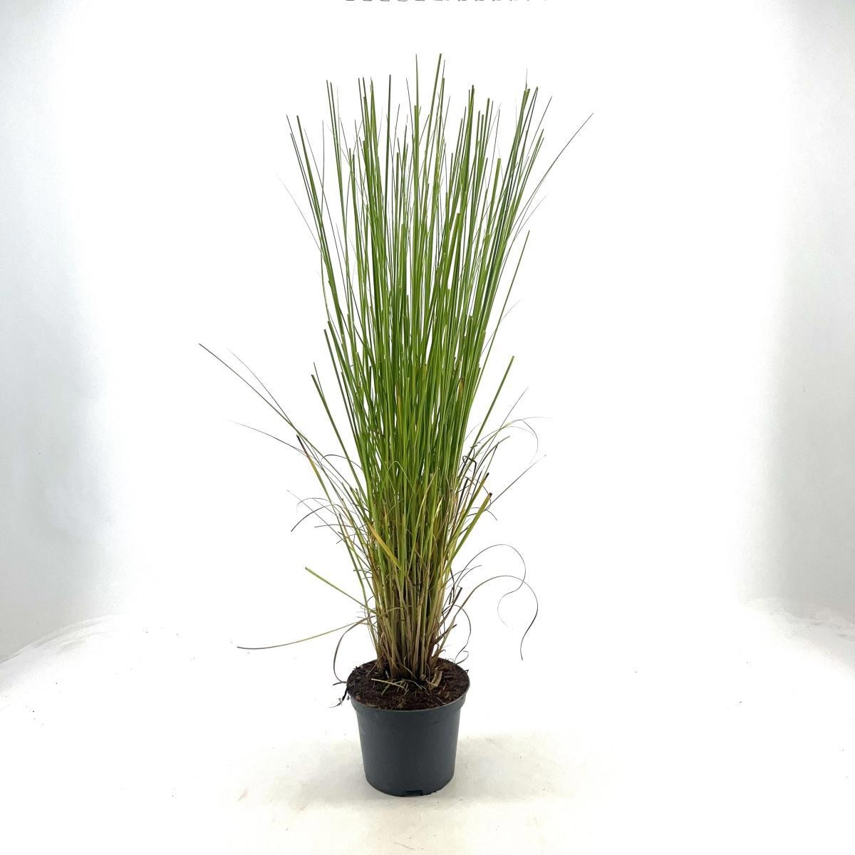 Cortaderia s. 'Rosea', D 19 cm