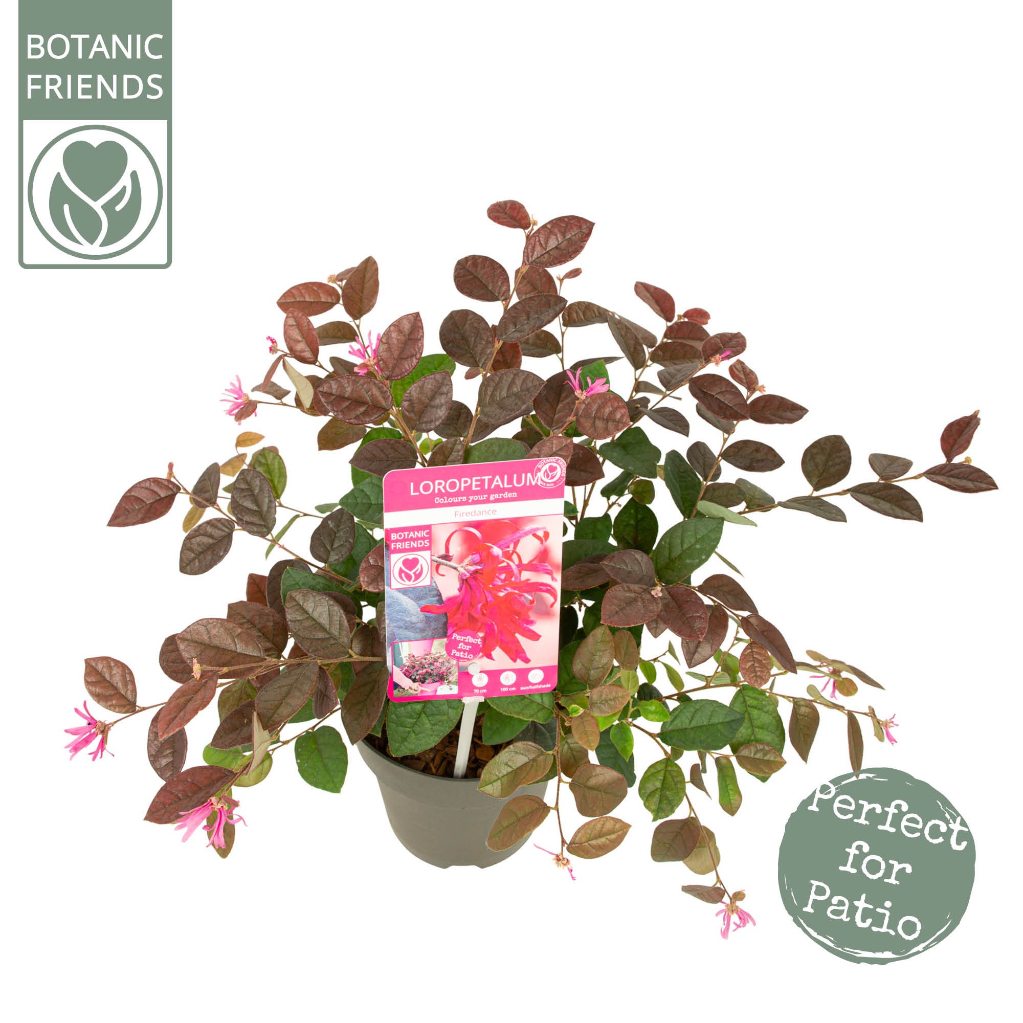 Loropetalum ch. 'Fire Dance', D 15 cm