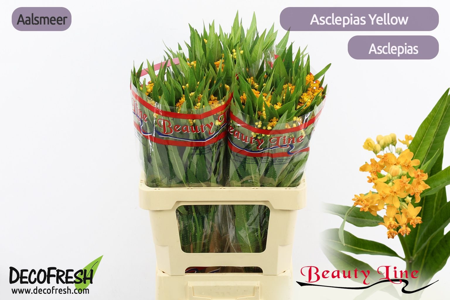 Асклепиа Инкарната Овериг 60, шт.