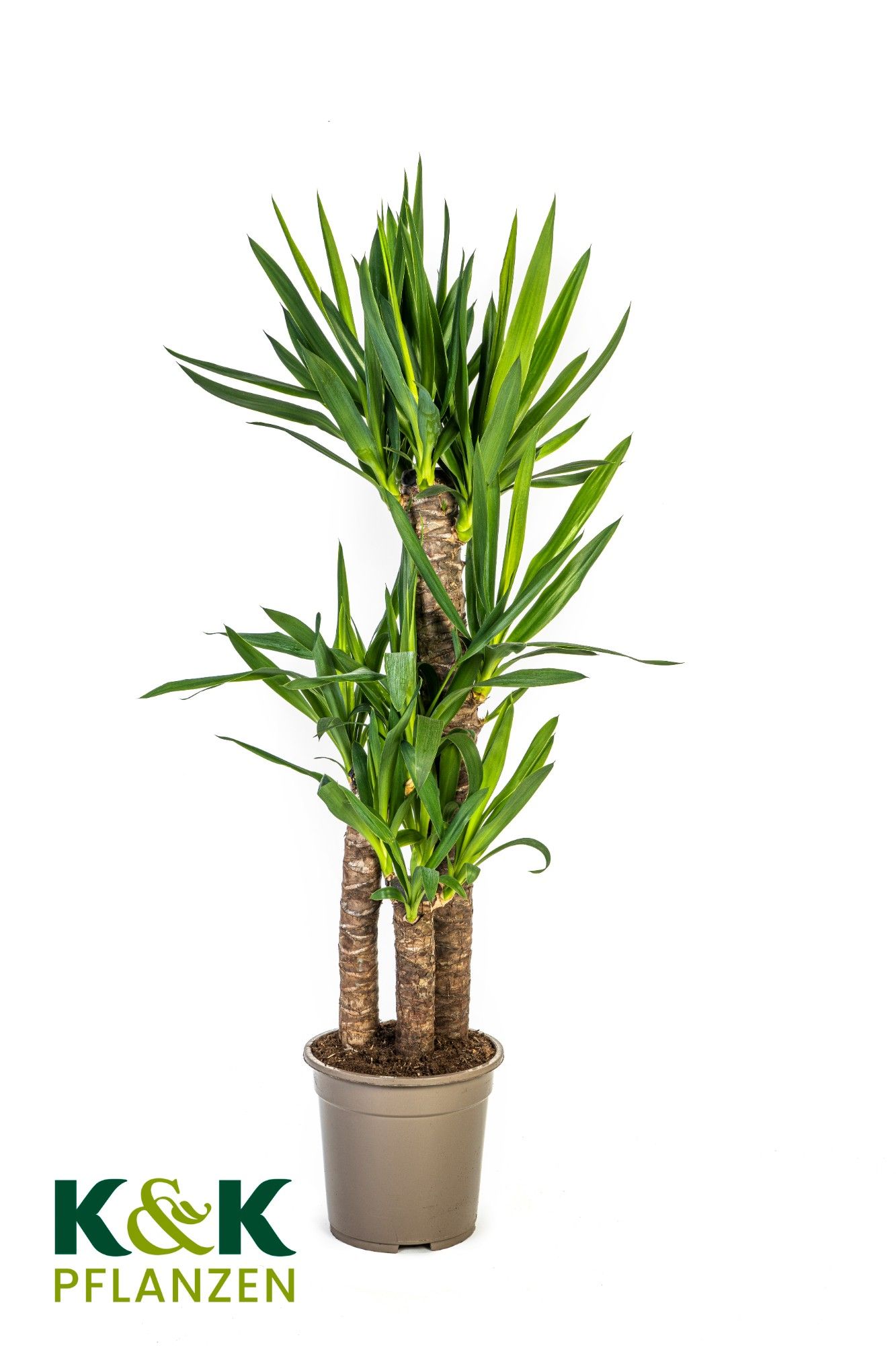 Yucca elephantipes T21, D 21