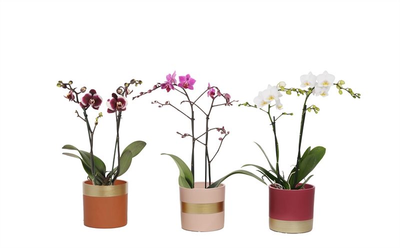 Dolomite p12 Horizon nude mix Phal multiflower mix 2T22+, D 12 cm