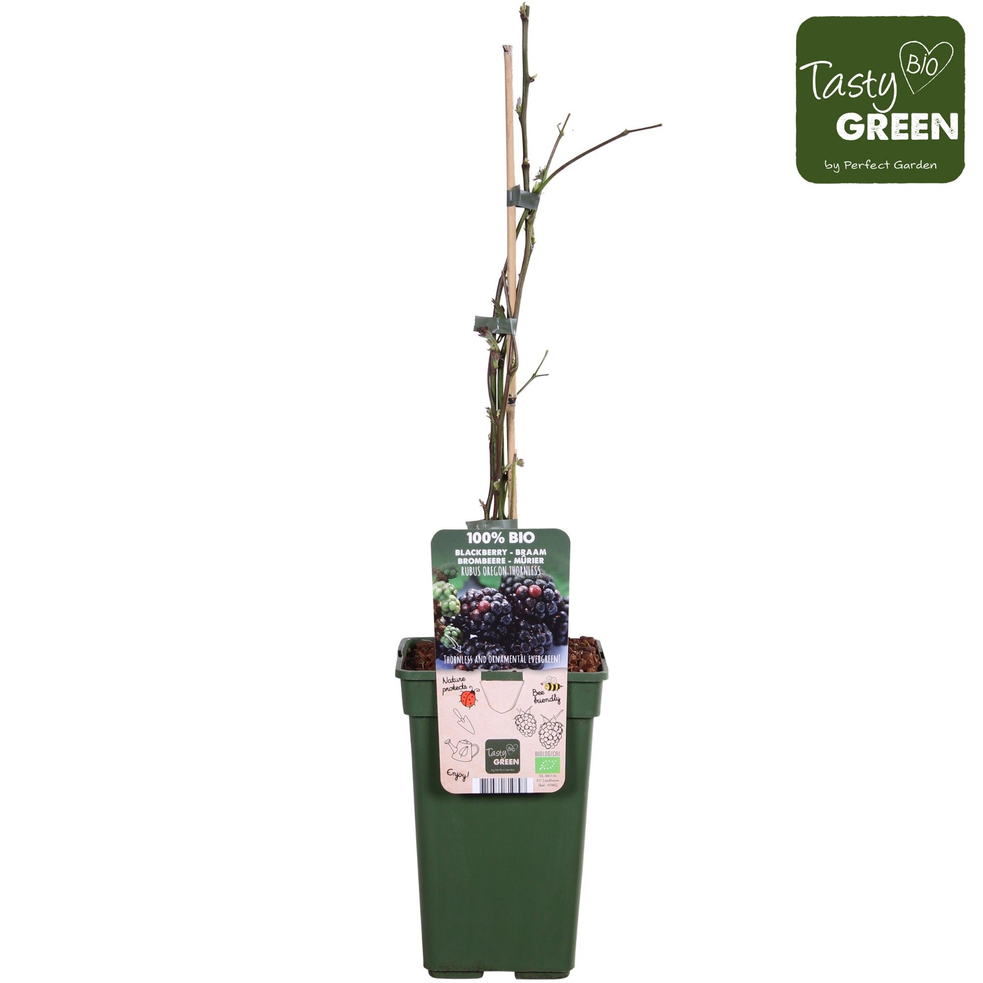 Rubus fruticosus 'Thornless Evergreen' Bio P19, D 19