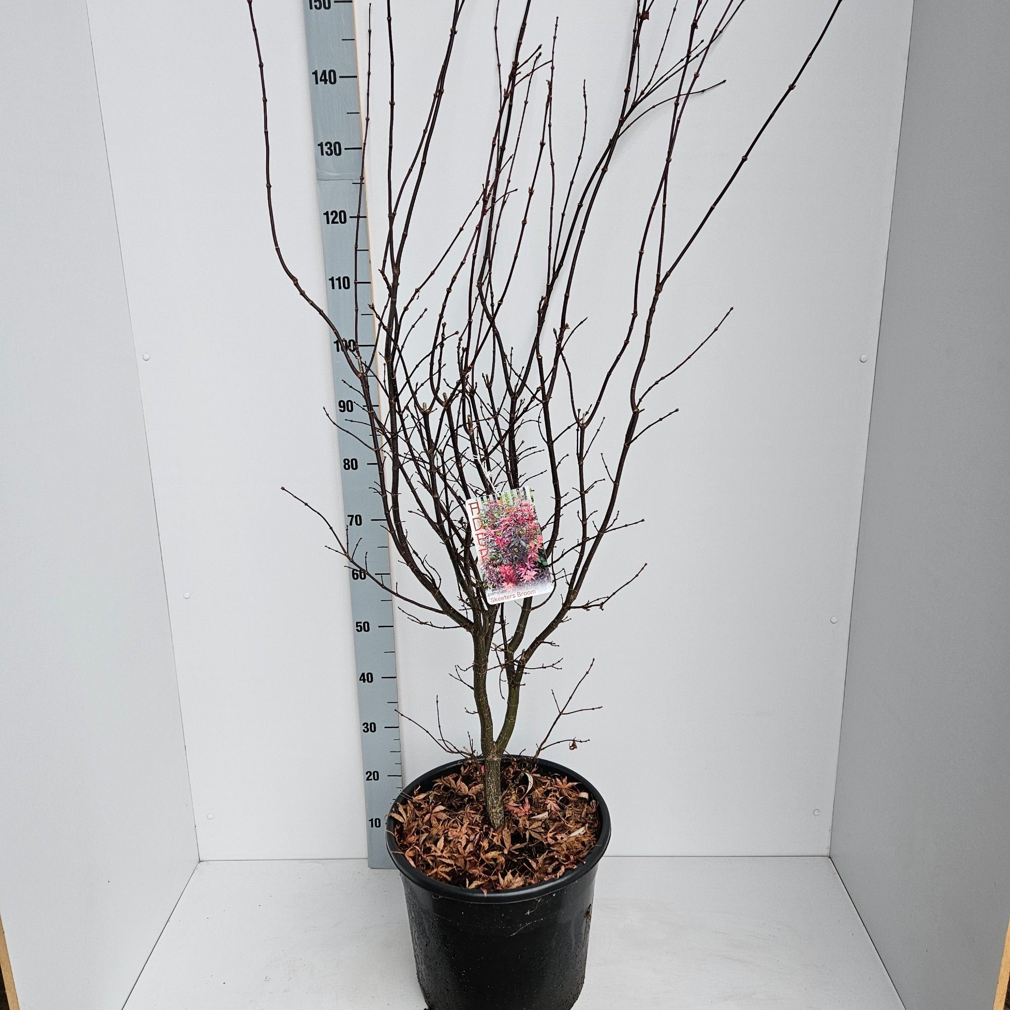 Acer palmatum 'Skeeters Broom', D 36