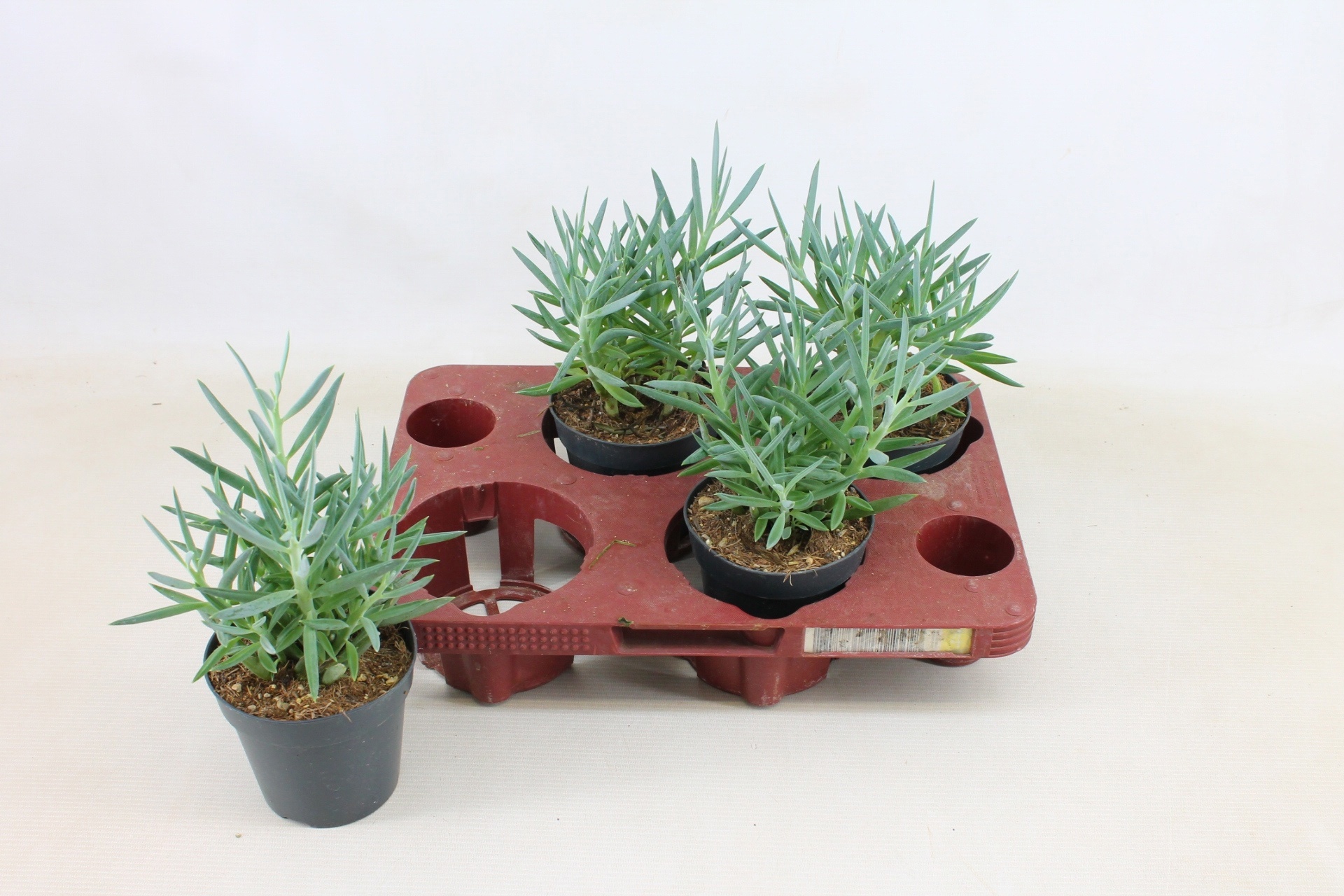 Senecio Mount Everest 12cm, D 12