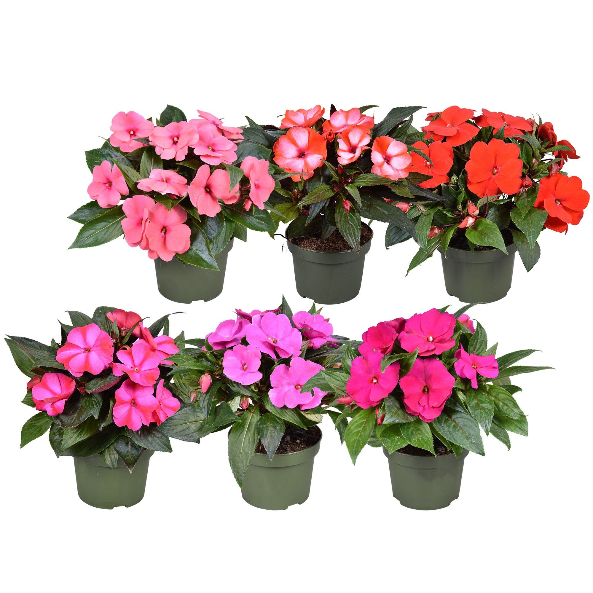 Impatiens New Guinea MIXKAR, D 13