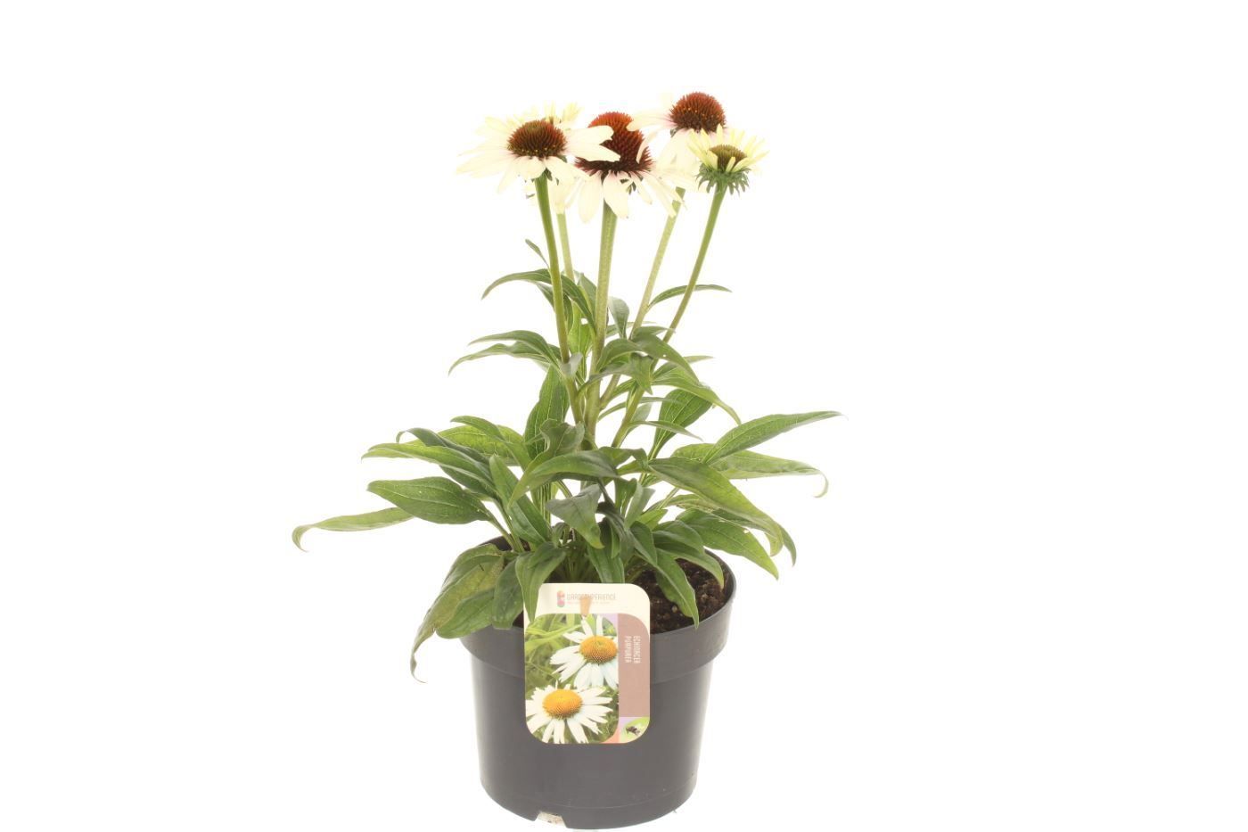 Echinacea purp. Primadonna White, D 17