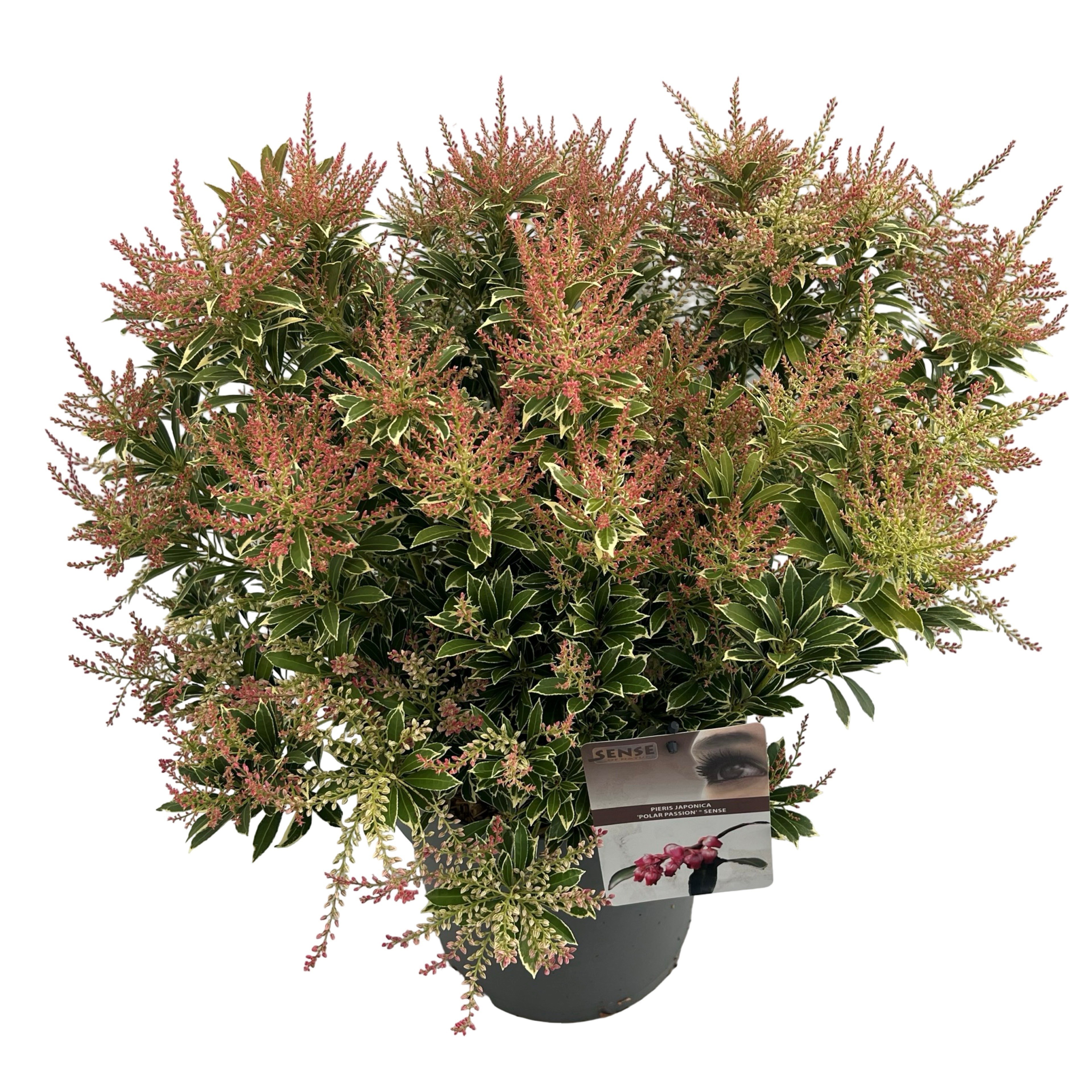 Pieris 'Polar Passion' ® sense, D 27 cm
