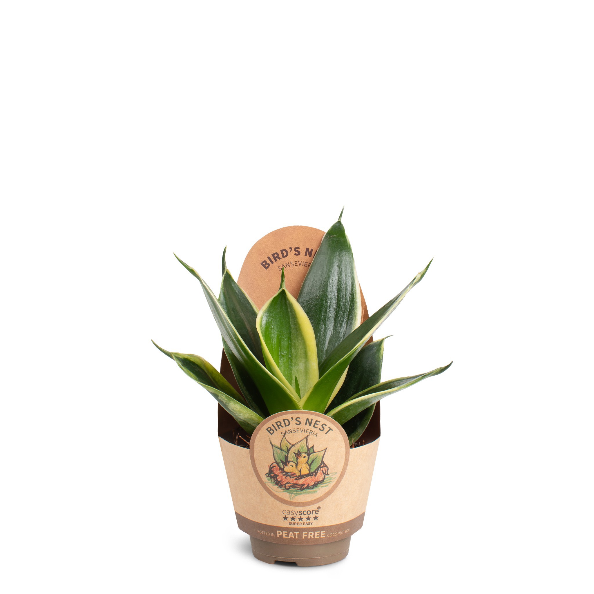 Sansevieria Hahnii Pagoda, D 6