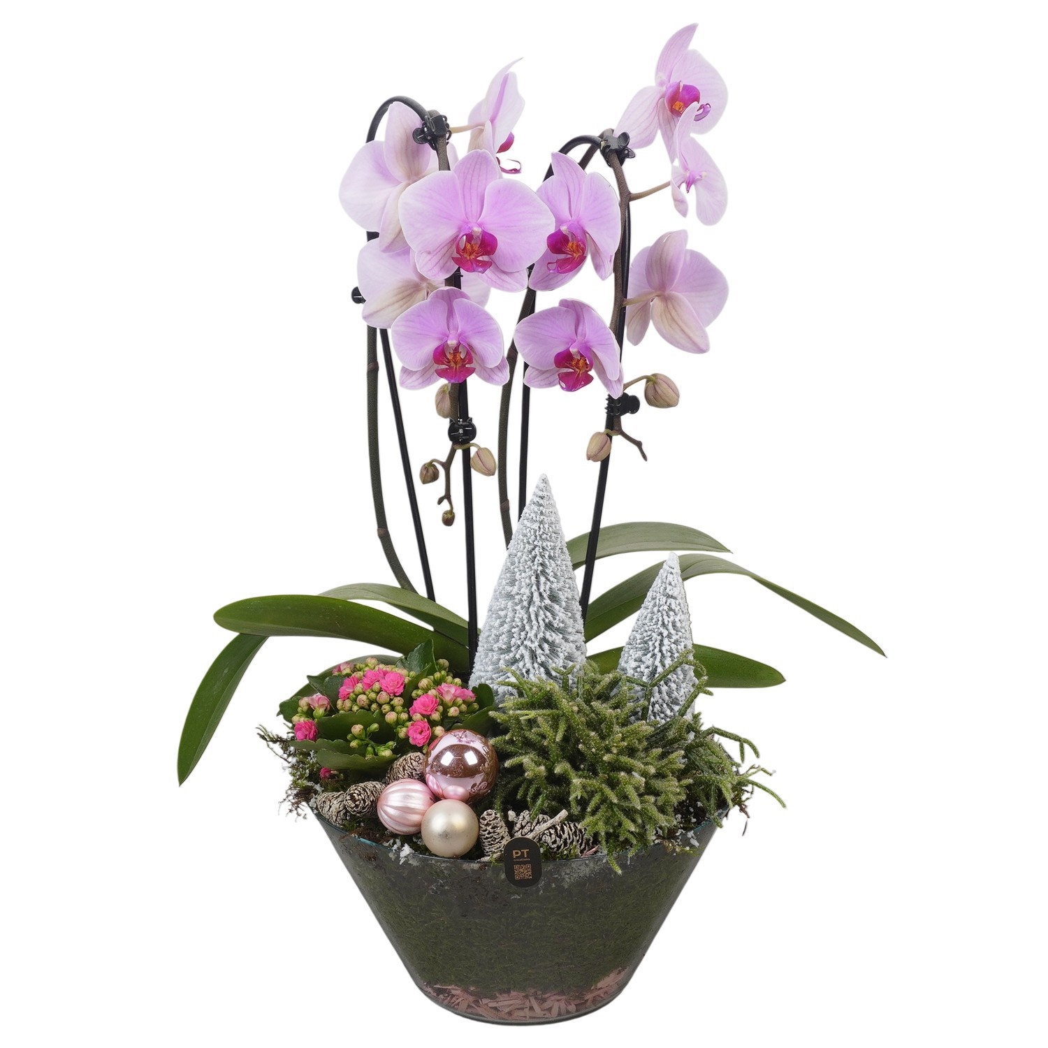 PTCHP8414 Arrangement Christmas Pink in glas schaal, D 26