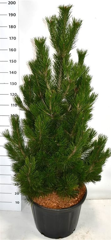 Pinus heldreichii 'Little Dracula', D 54