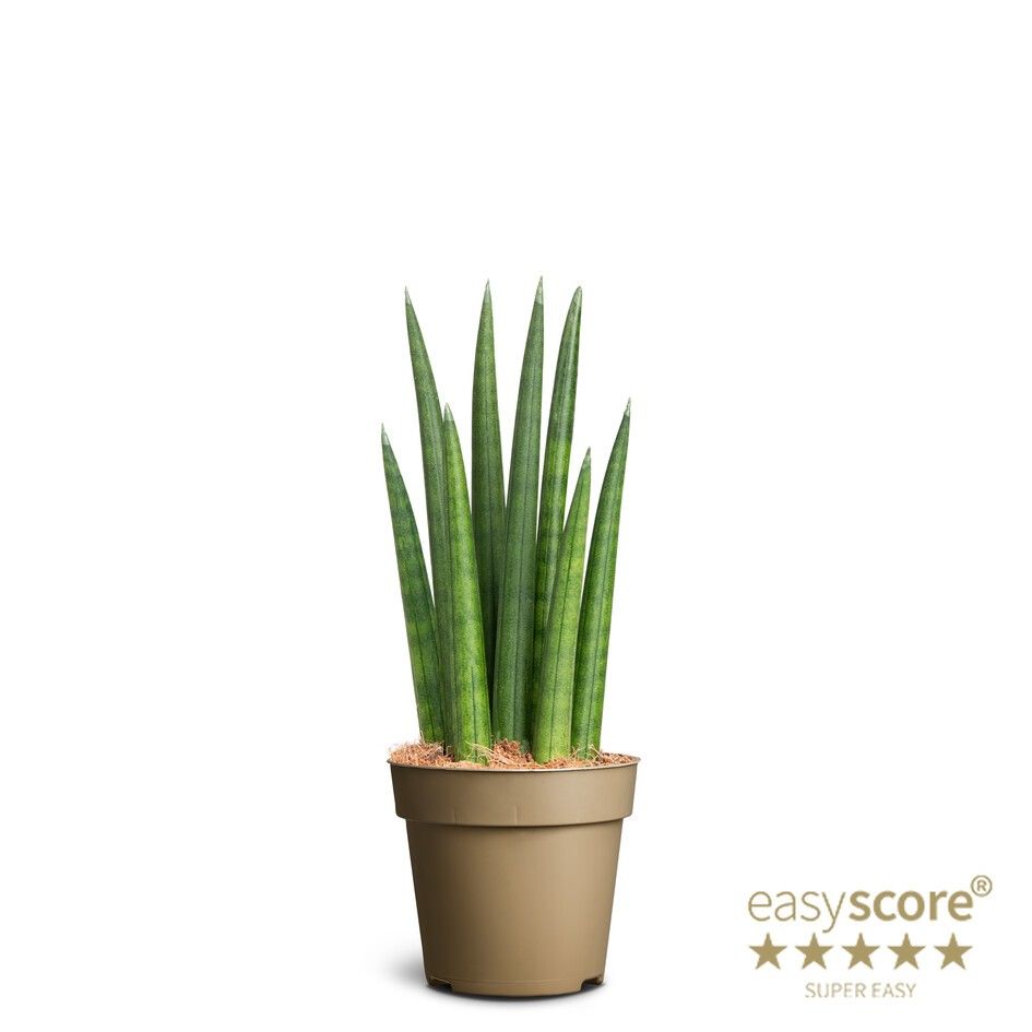 Sansevieria cylindrica Rocket, D 9