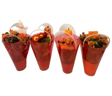 Bloeimix 12 cm oranje - Halloween oranje Lola Tas + stekers, D 12 cm Bloeimix 12 cm oranje - Halloween oranje Lola Tas + stekers, D 12 cm