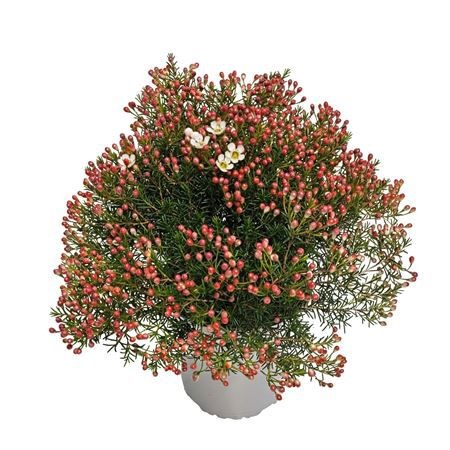 Waxflower Maya Bush, D 17