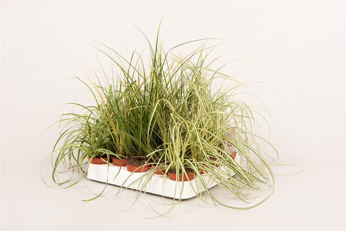 Carex gemengd, D 5,5