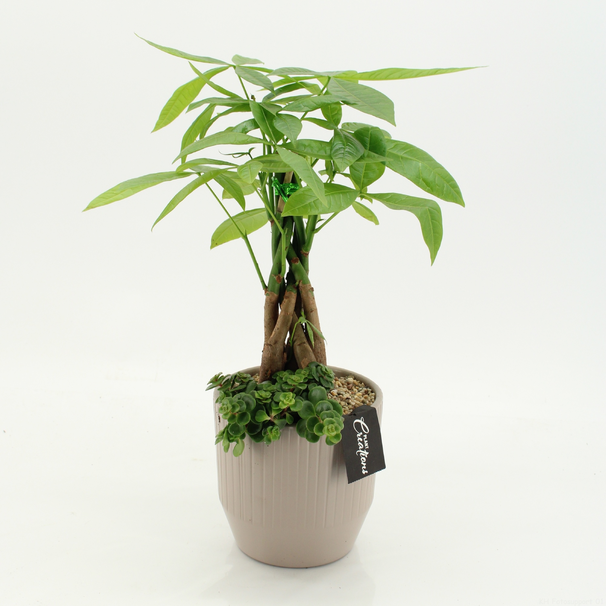 GRCR-2663 Green Essentials, D 14