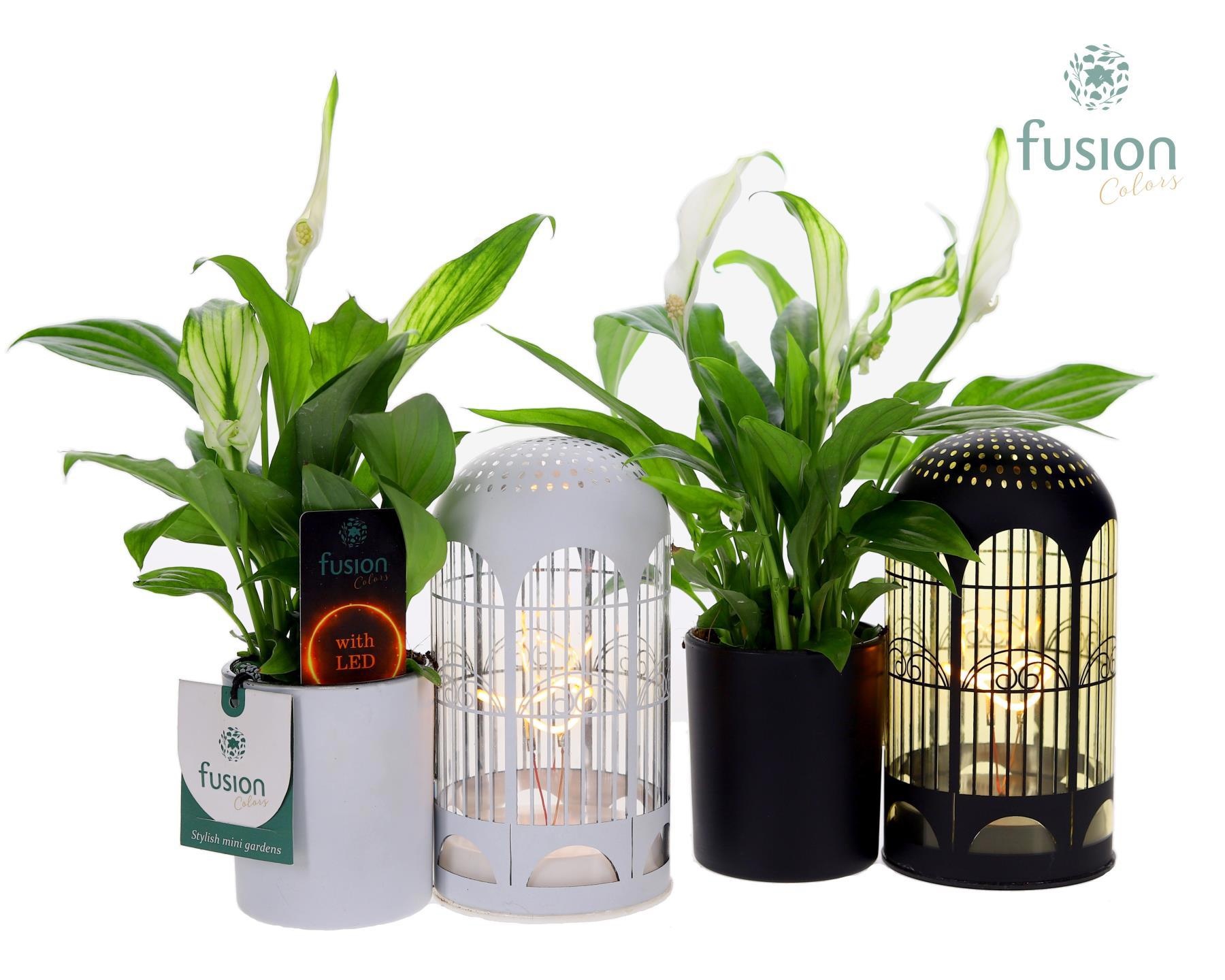 LED Lichtbal Vogels glazen planter met Spathiphyllum, D 17