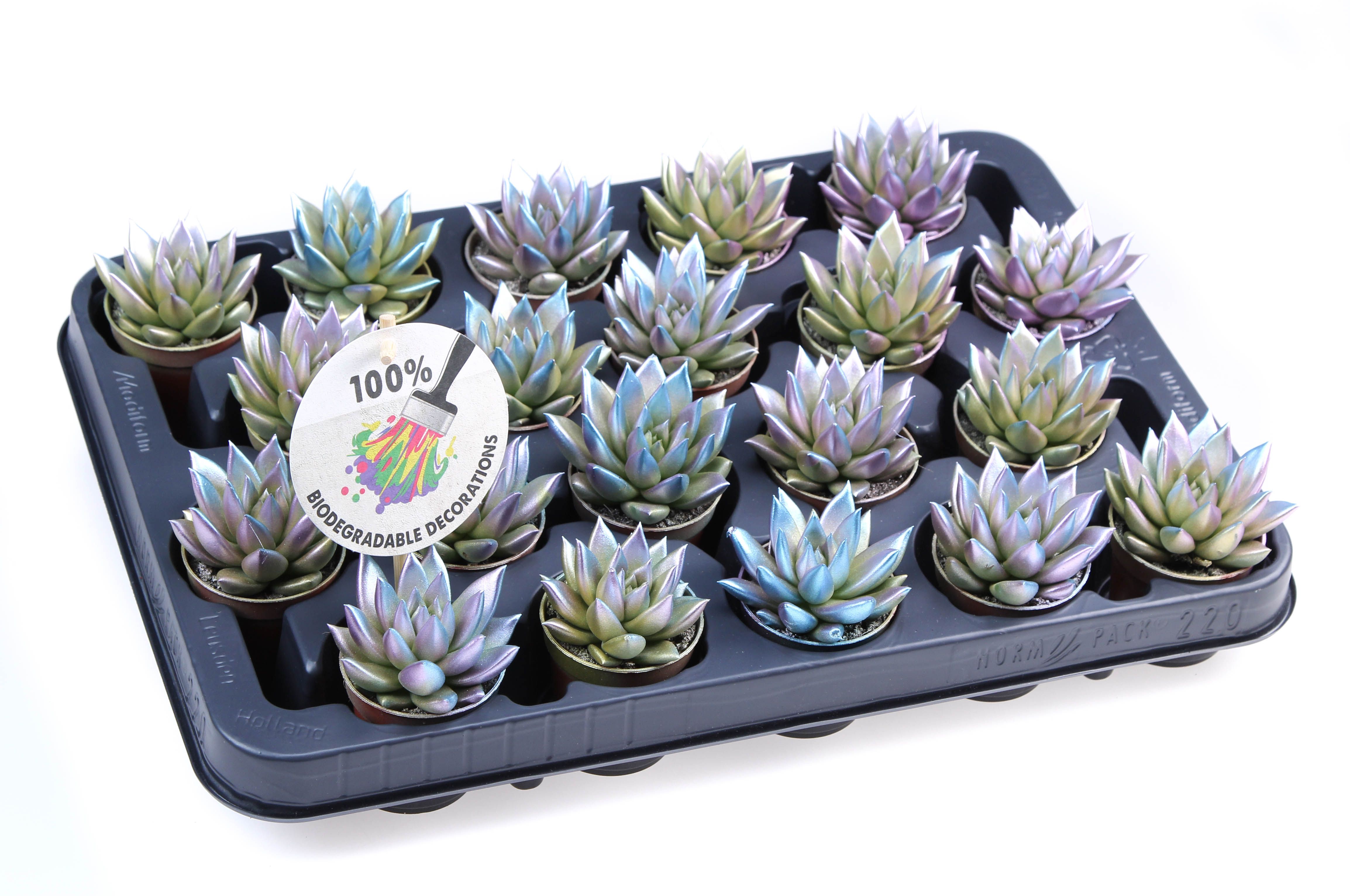 Bio miranda Metallic chameleon, D 5,5