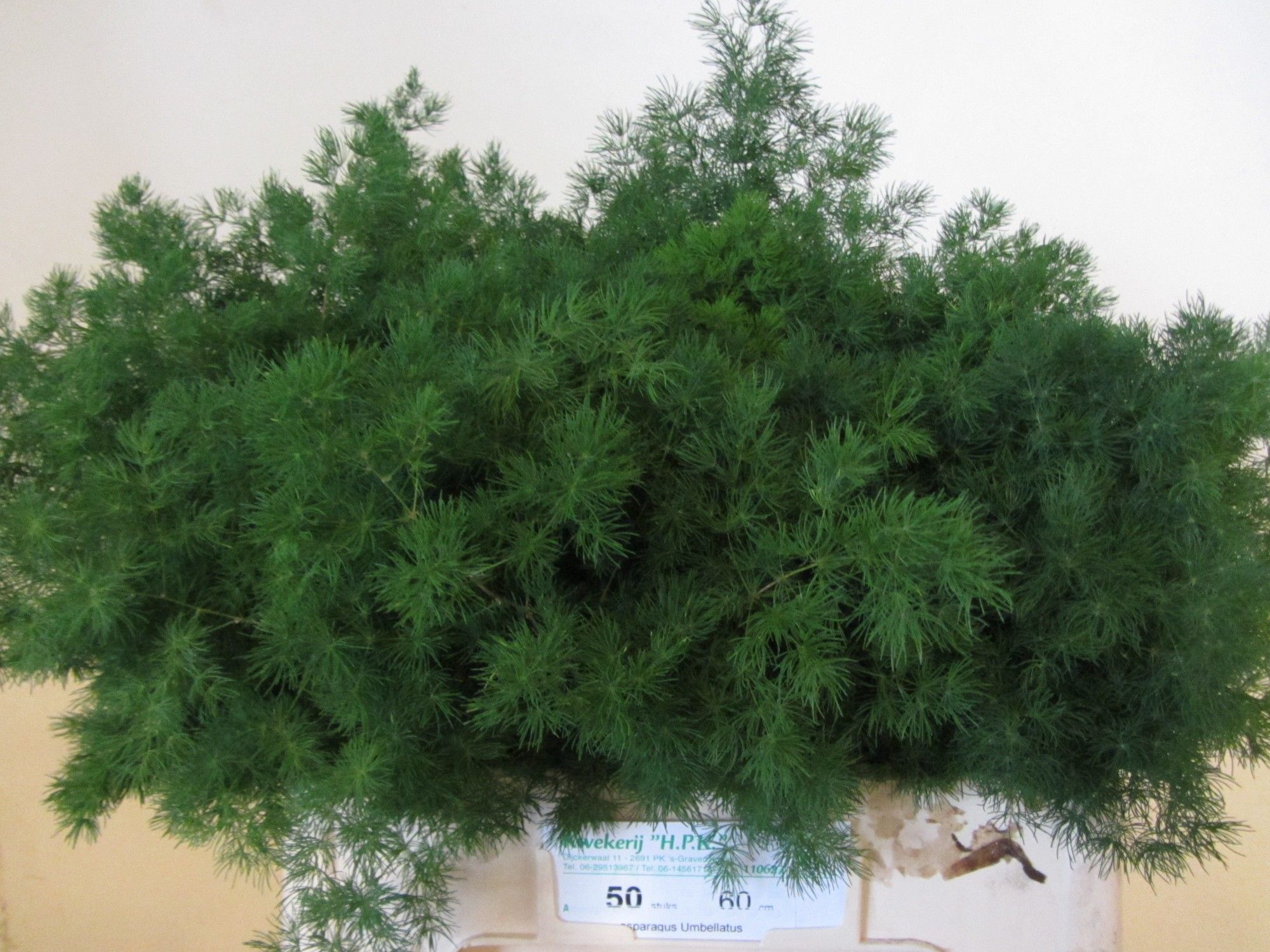 Аспарагус Умбелатус 60, шт.