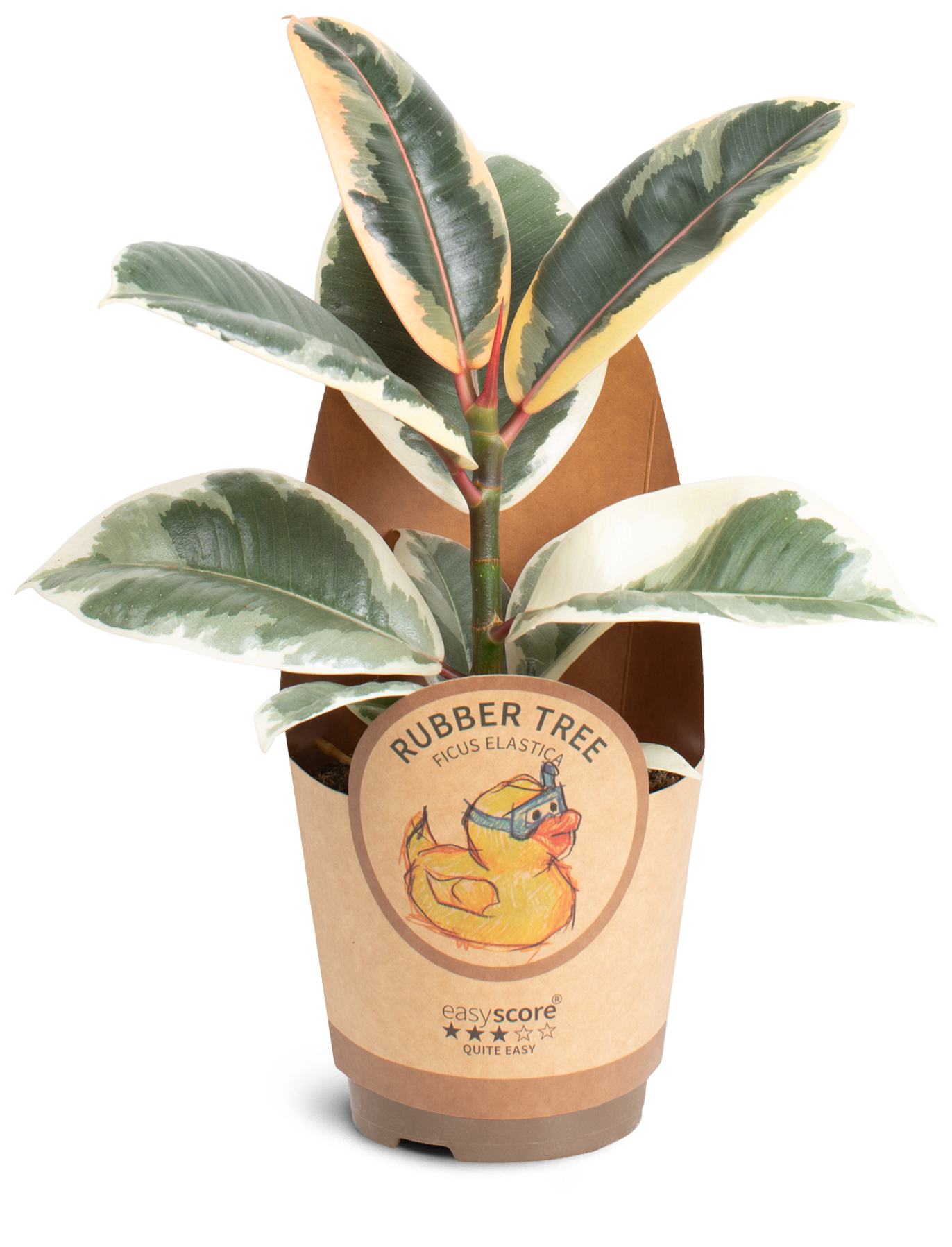 Ficus elastica ´Tineke´, D 11