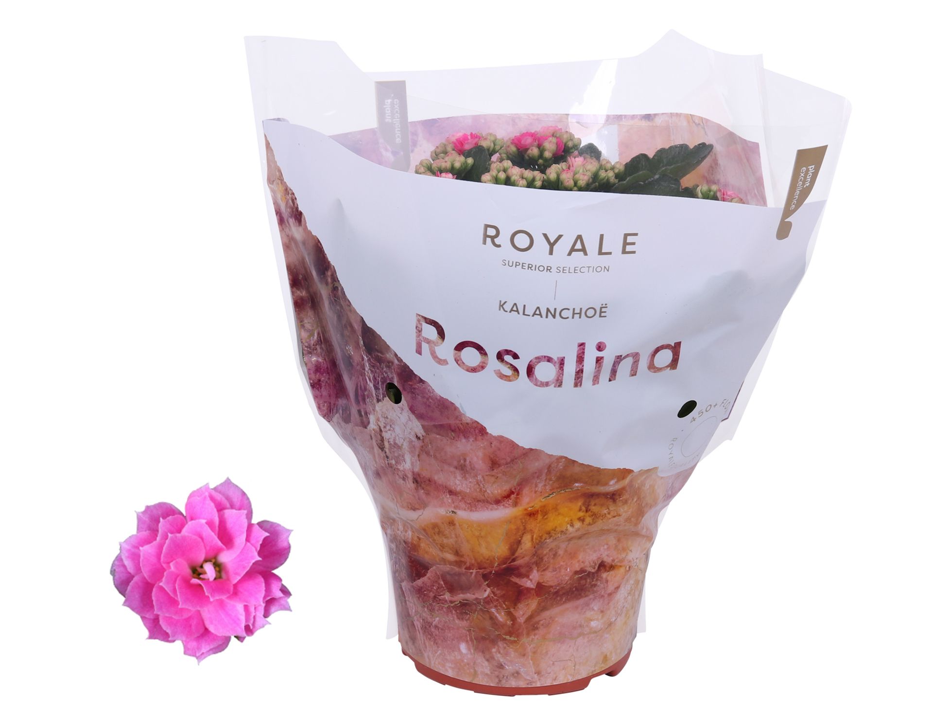 Kalanchoe Rosalina 15cm Royale Nando roze, D 15