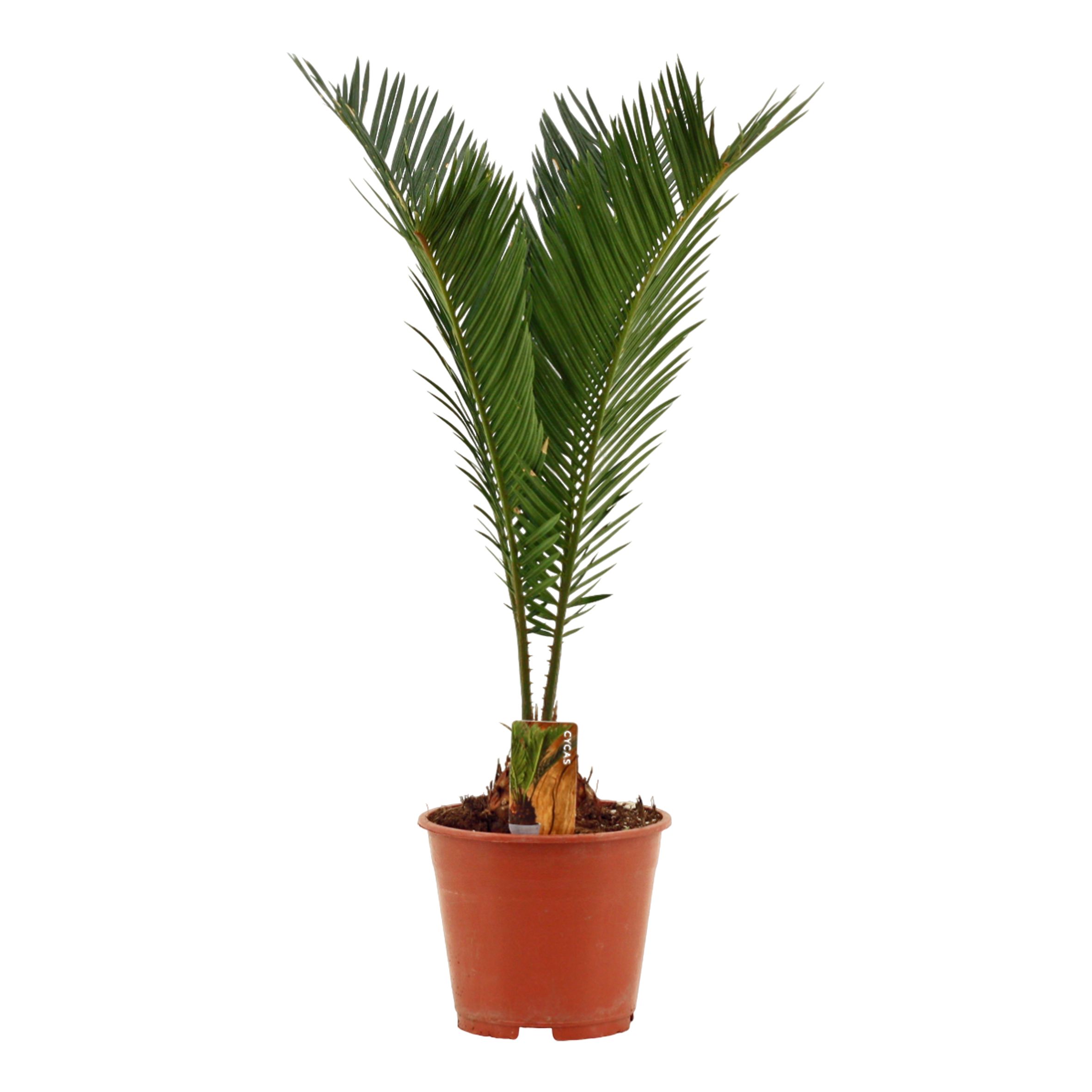 Cycas revoluta A2 14 cm, D 14 cm Cycas revoluta A2 14 cm, D 14 cm