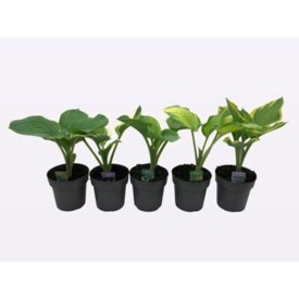 785 DVDS : Pot 15 cm HOSTA different colors, D 15