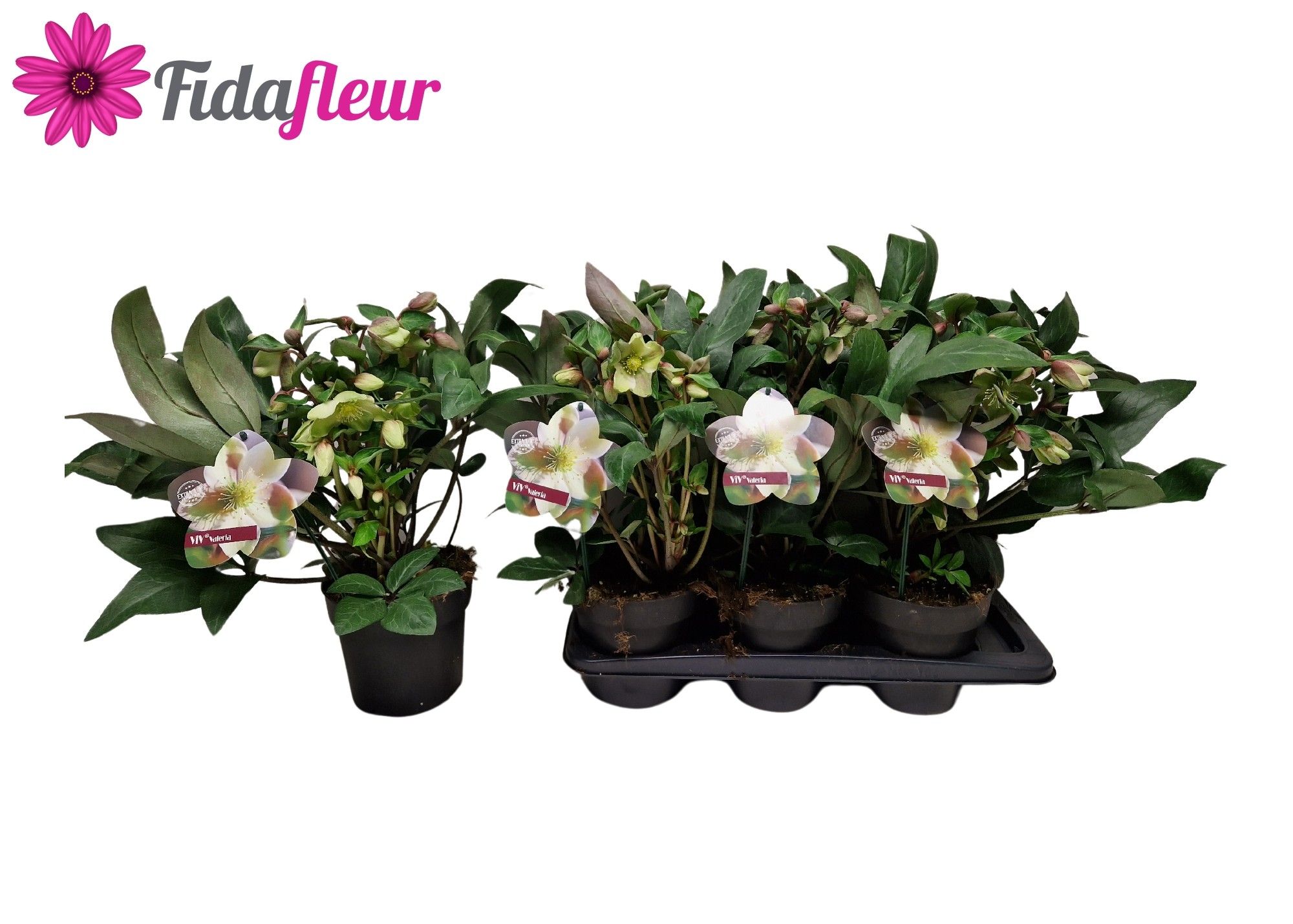 Helleborus Viv Valeria, D 17 cm