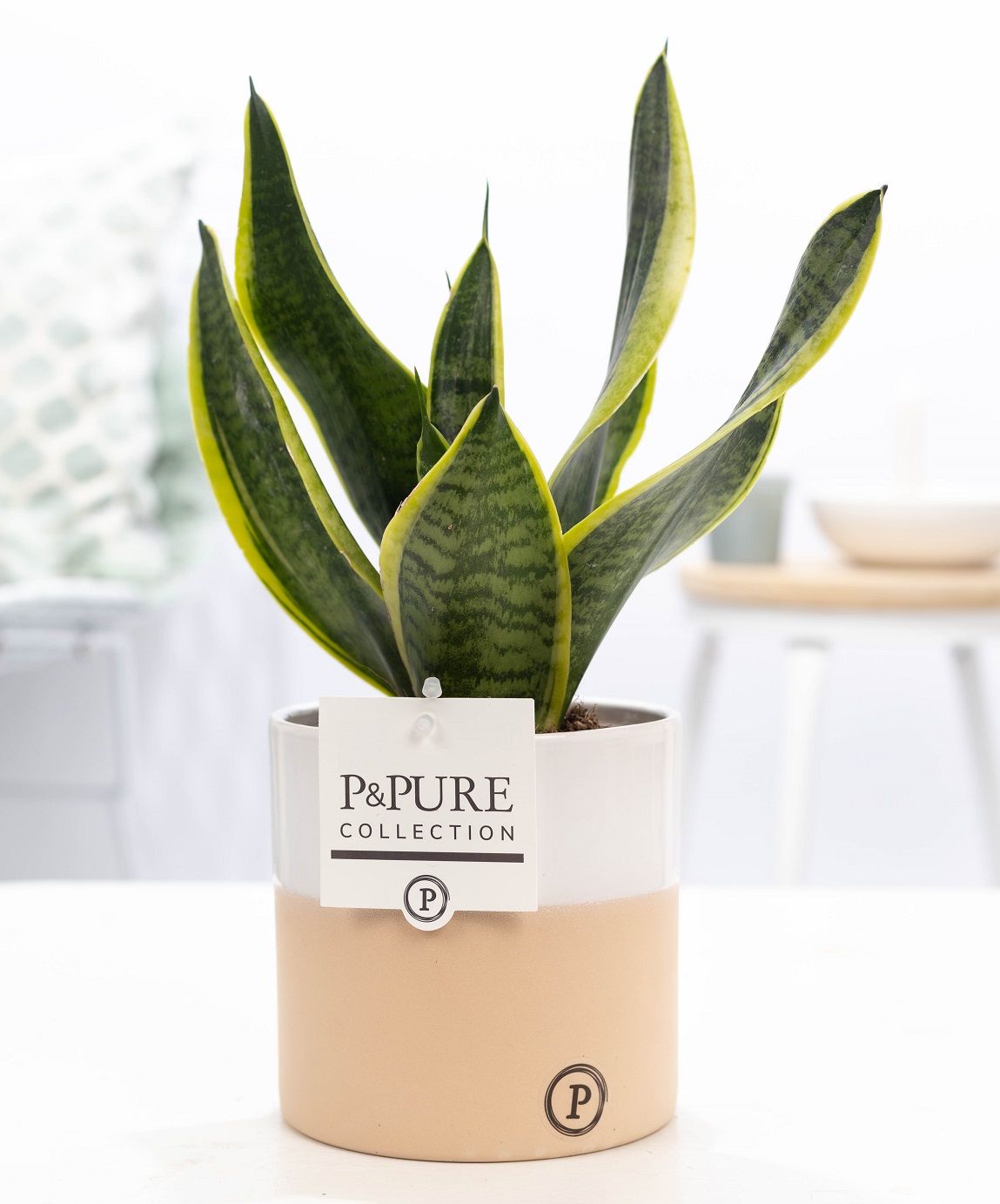 Sansevieria Trif. "Futura Superba" in P&PURE Rosy ceramics, D 12