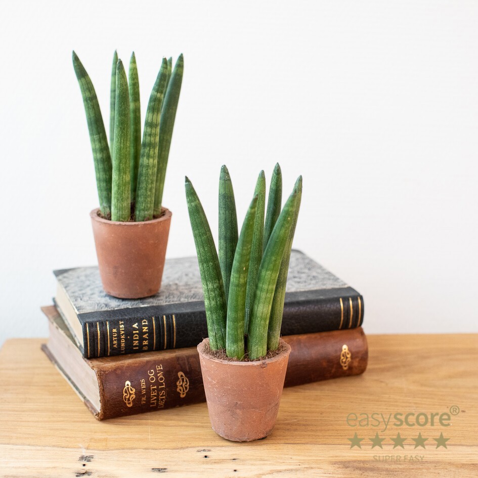 SANSEVIERIA CYLINDRICA 30620000 Terracotta, D 6 cm