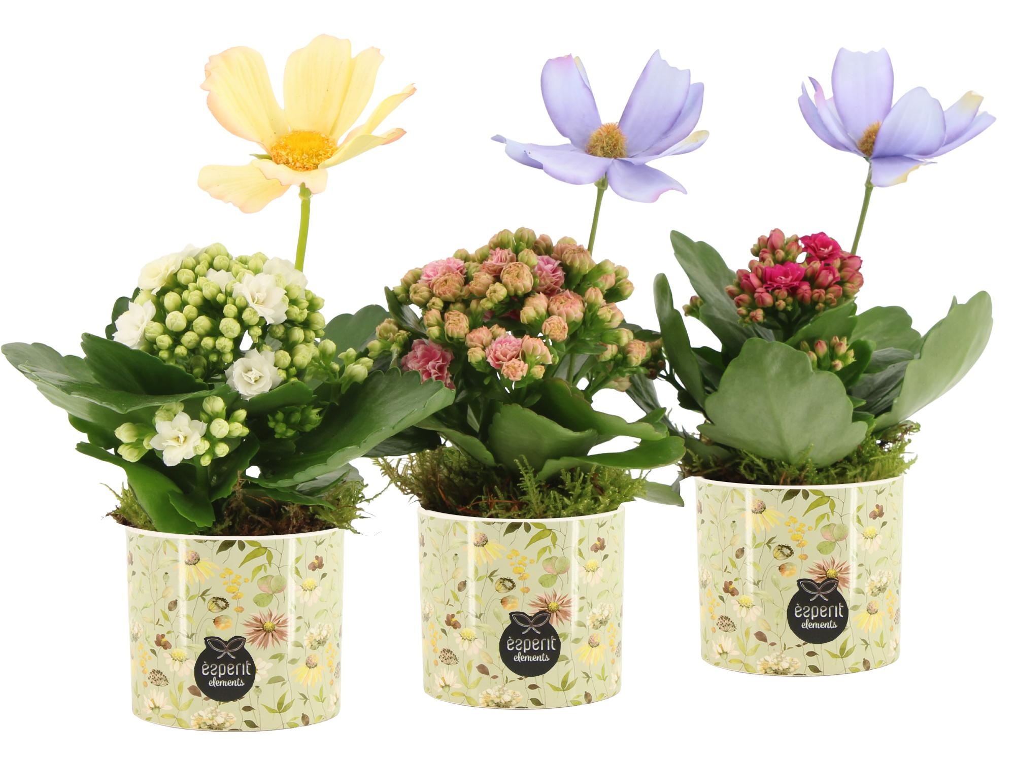 11694: Consideration arrangement, D 8 cm