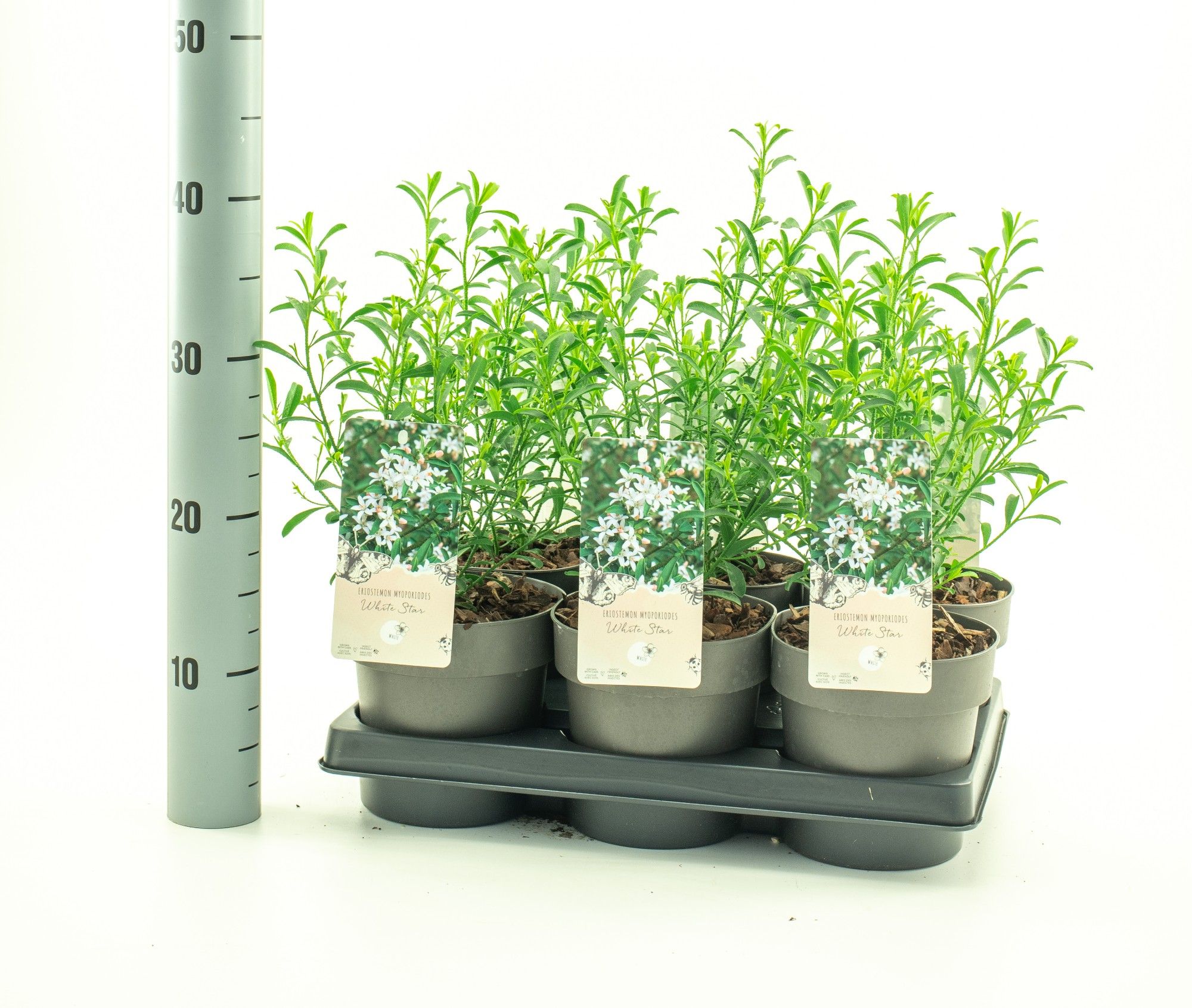 Eriostemon 'White Star', D 15 cm