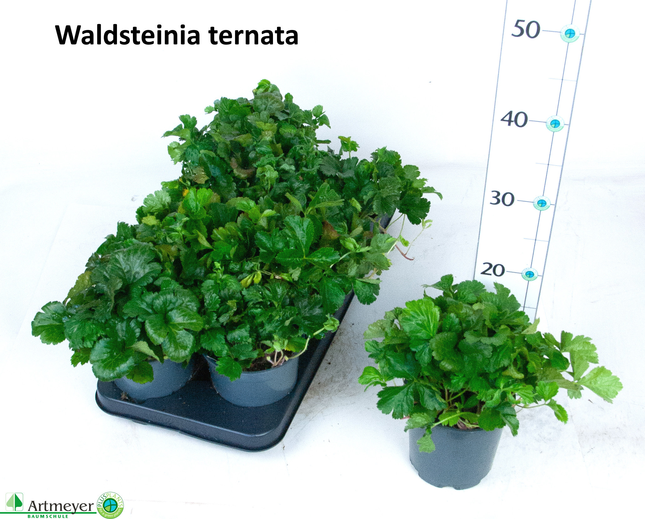 Waldsteinia ternata P13, D 13