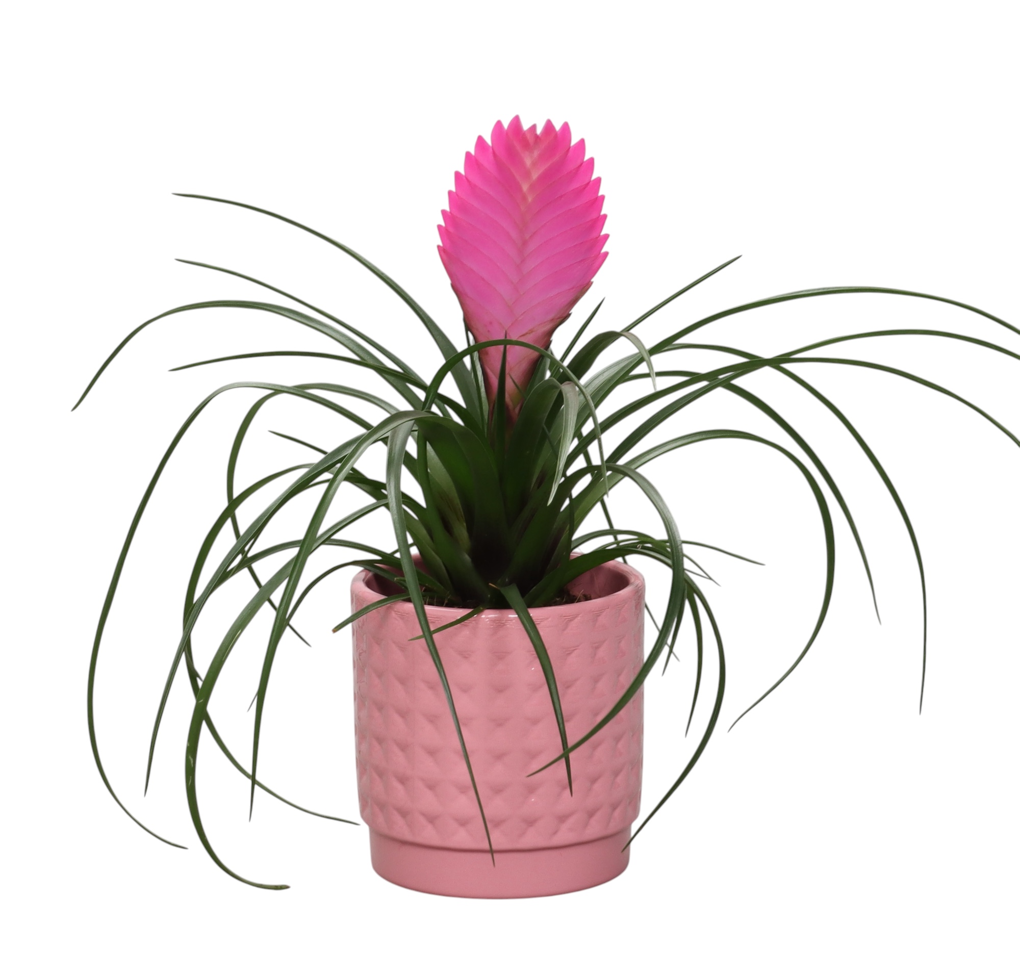 Tillandsia cyanea 'Anita' in roze ruit keramiek, D 10