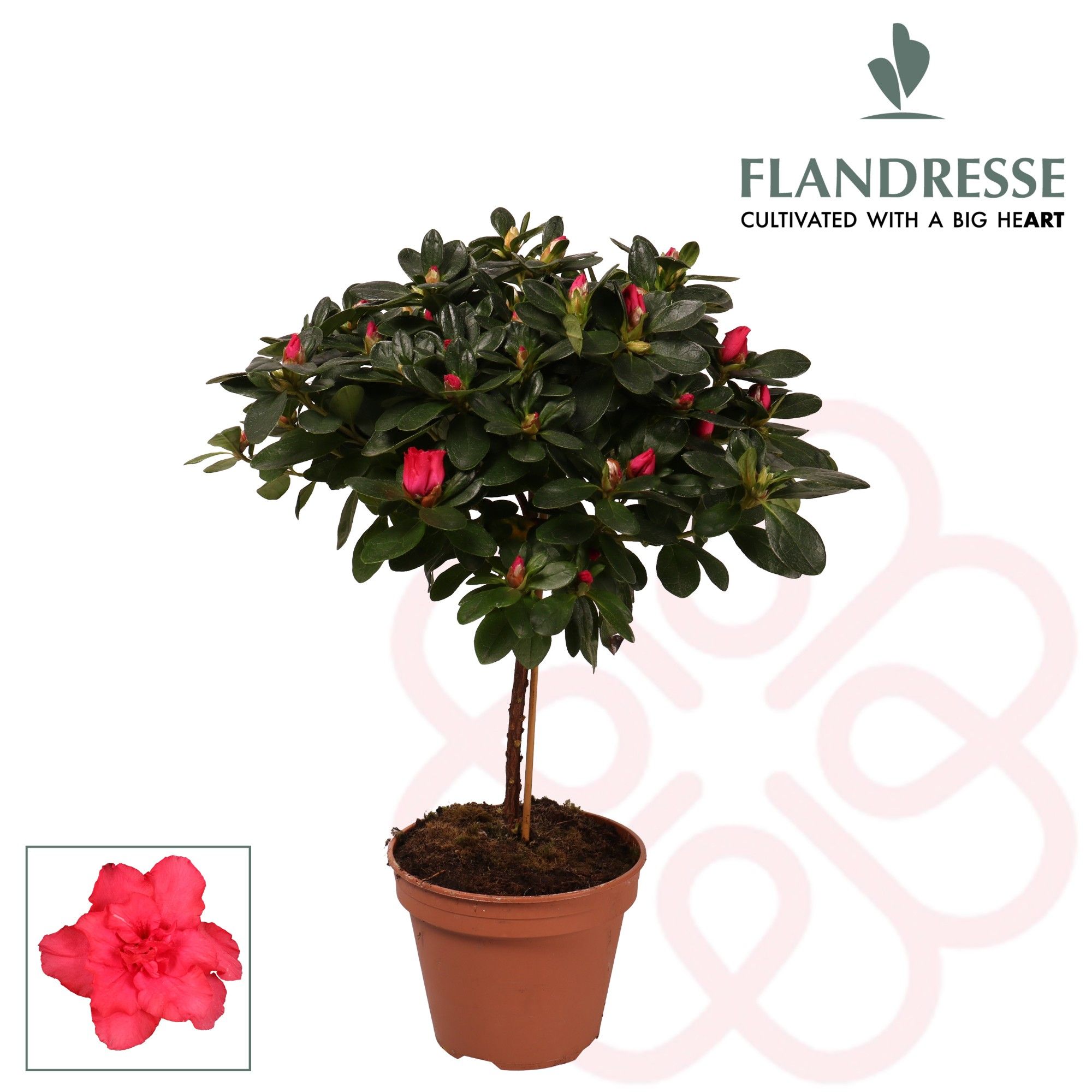 Azalea Flandresse® stam 'rood' 20 - 22 cm, D 13