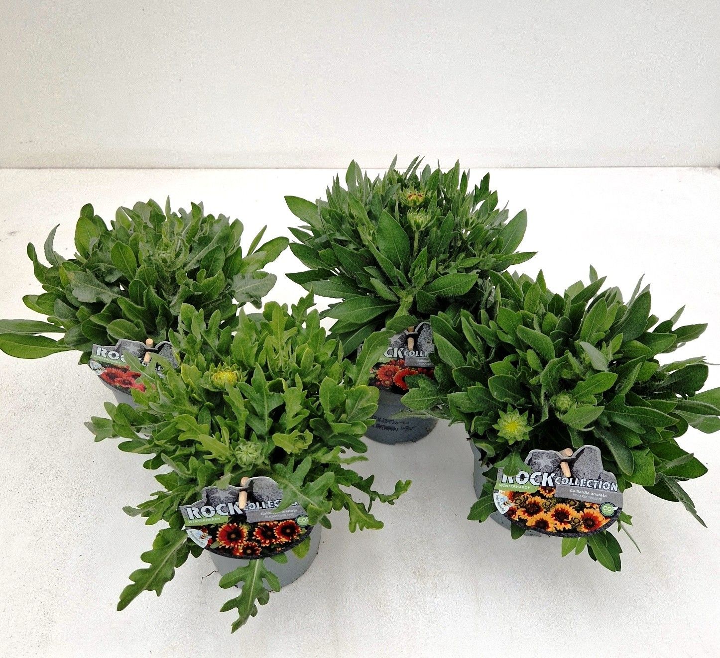 Gaillardia Hybrid, Rockcollection, mix, D 13