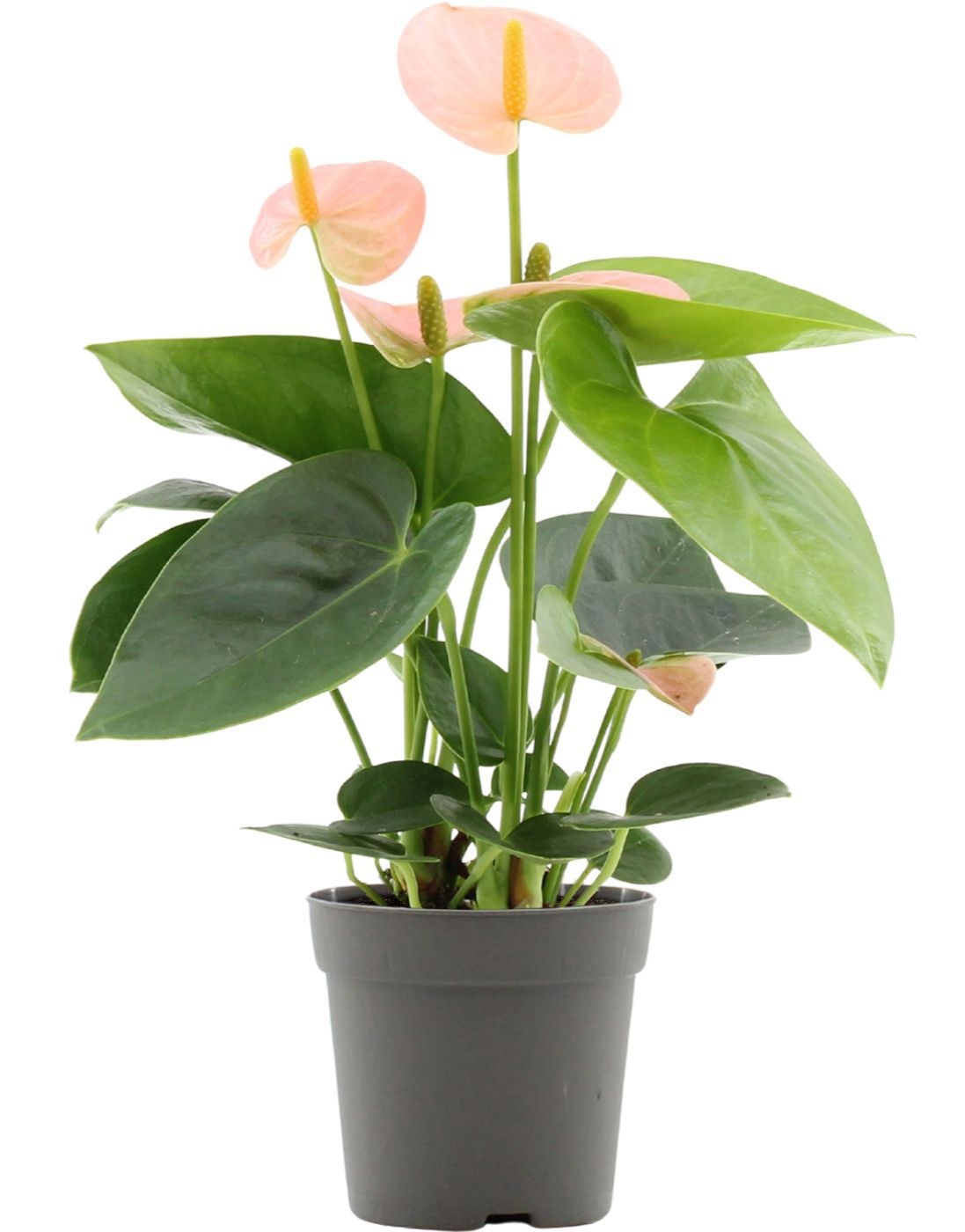 Anthurium 7 cm Spirit in transparant sleeve, D 7