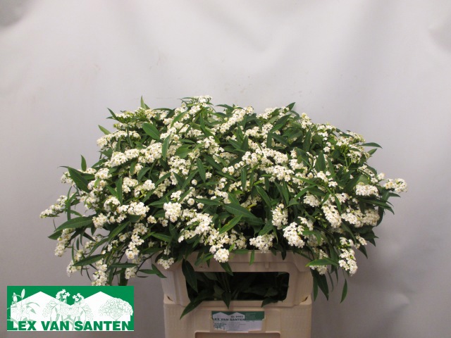 Эуфорбия куст. Квиксильвер 80, шт.