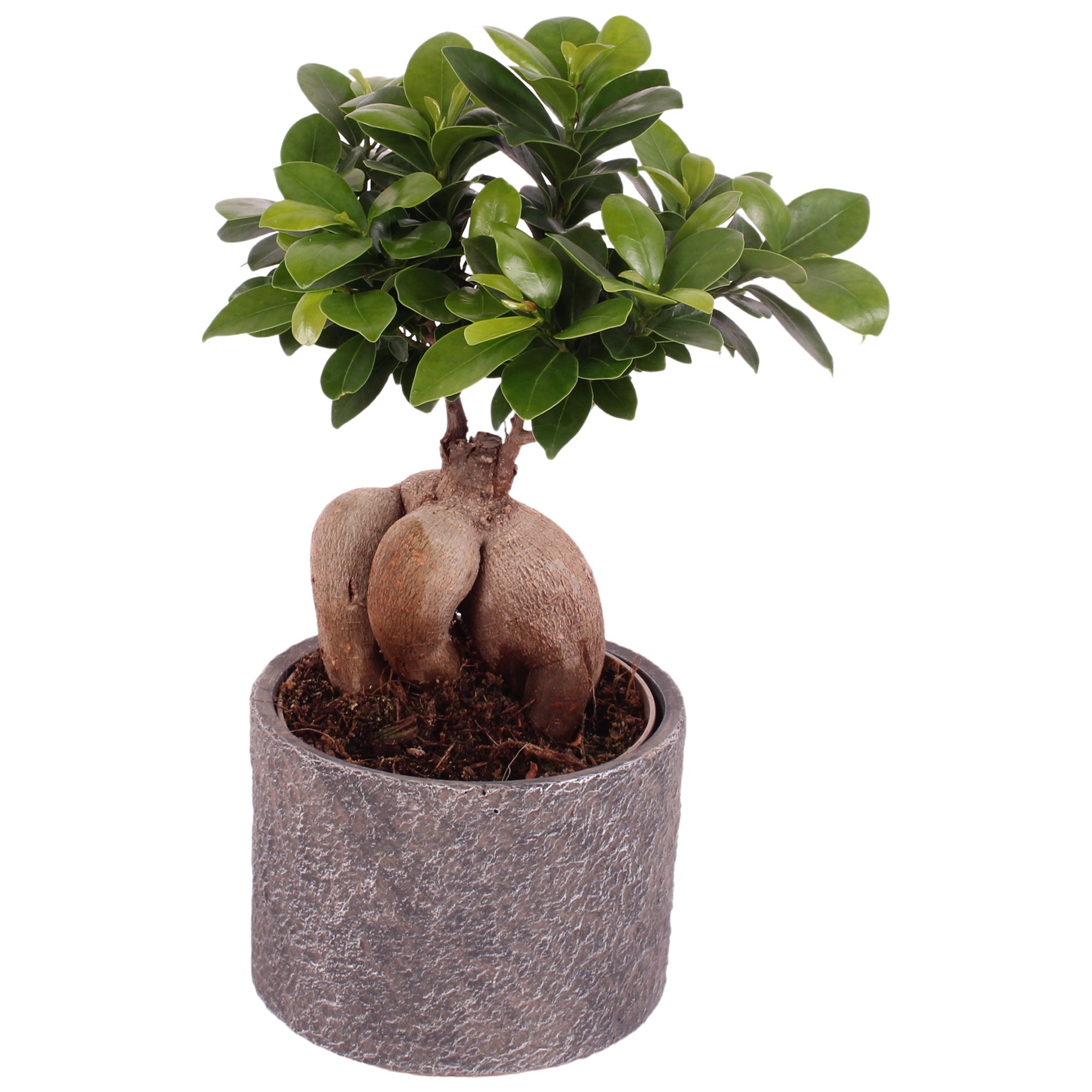 Ficus m. Ginseng Ball Shape Ø12cm in Ø14cm Ceramic NT566, D 14
