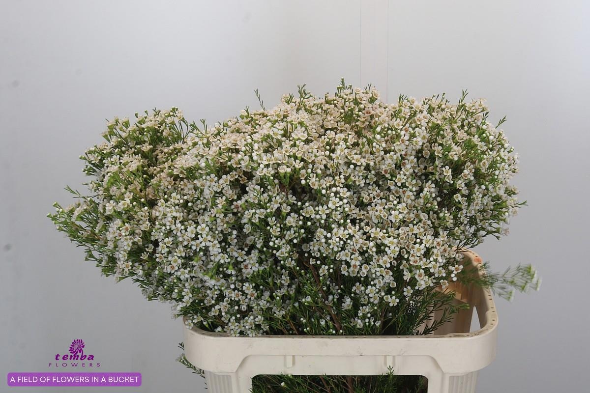 Шамелациум Перл Баттонс 80, шт.