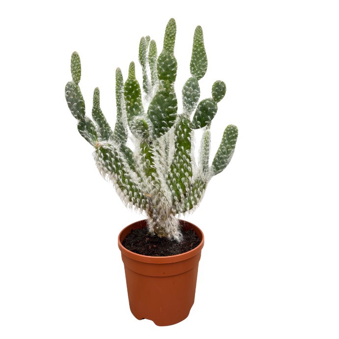 Opuntia Polycantha - 70cm, D 21